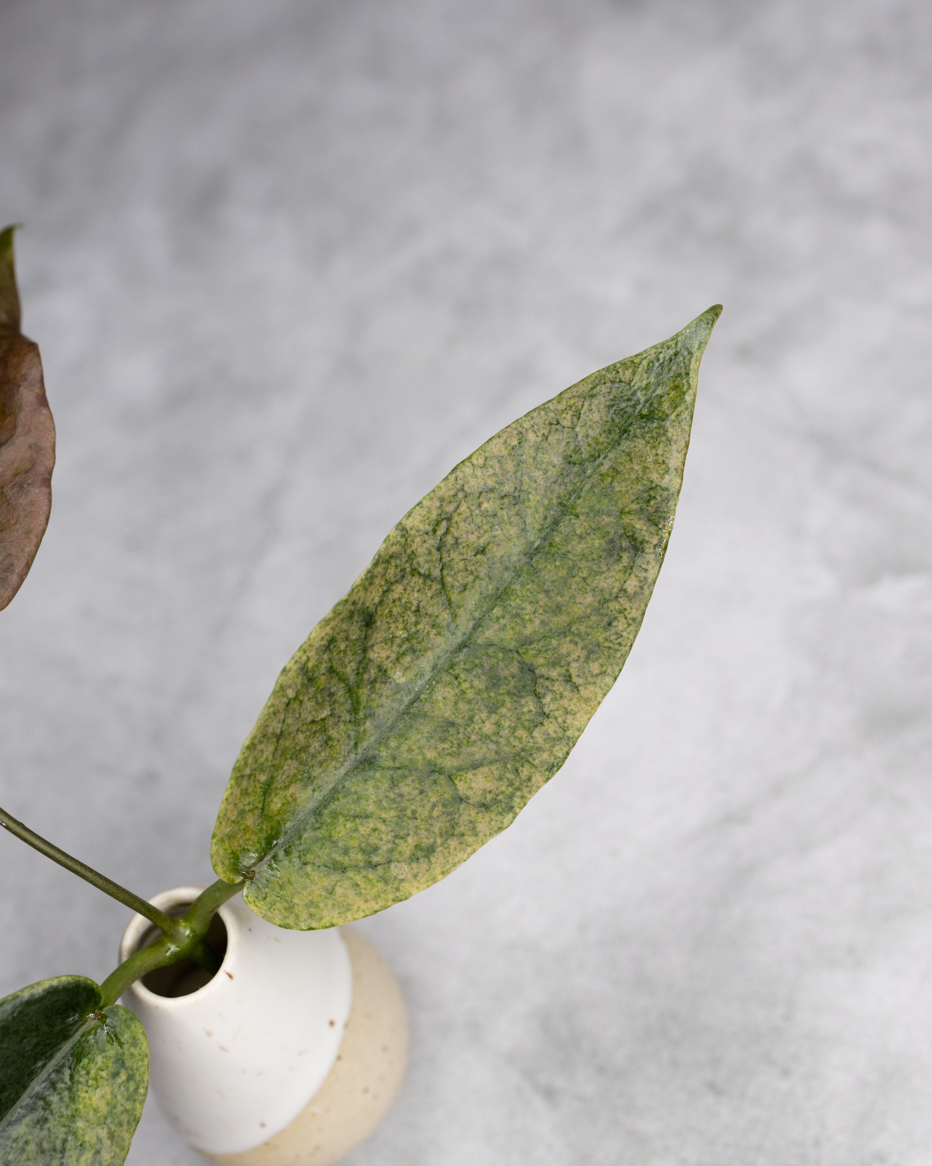 Hoya archboldiana (Albomarginata)