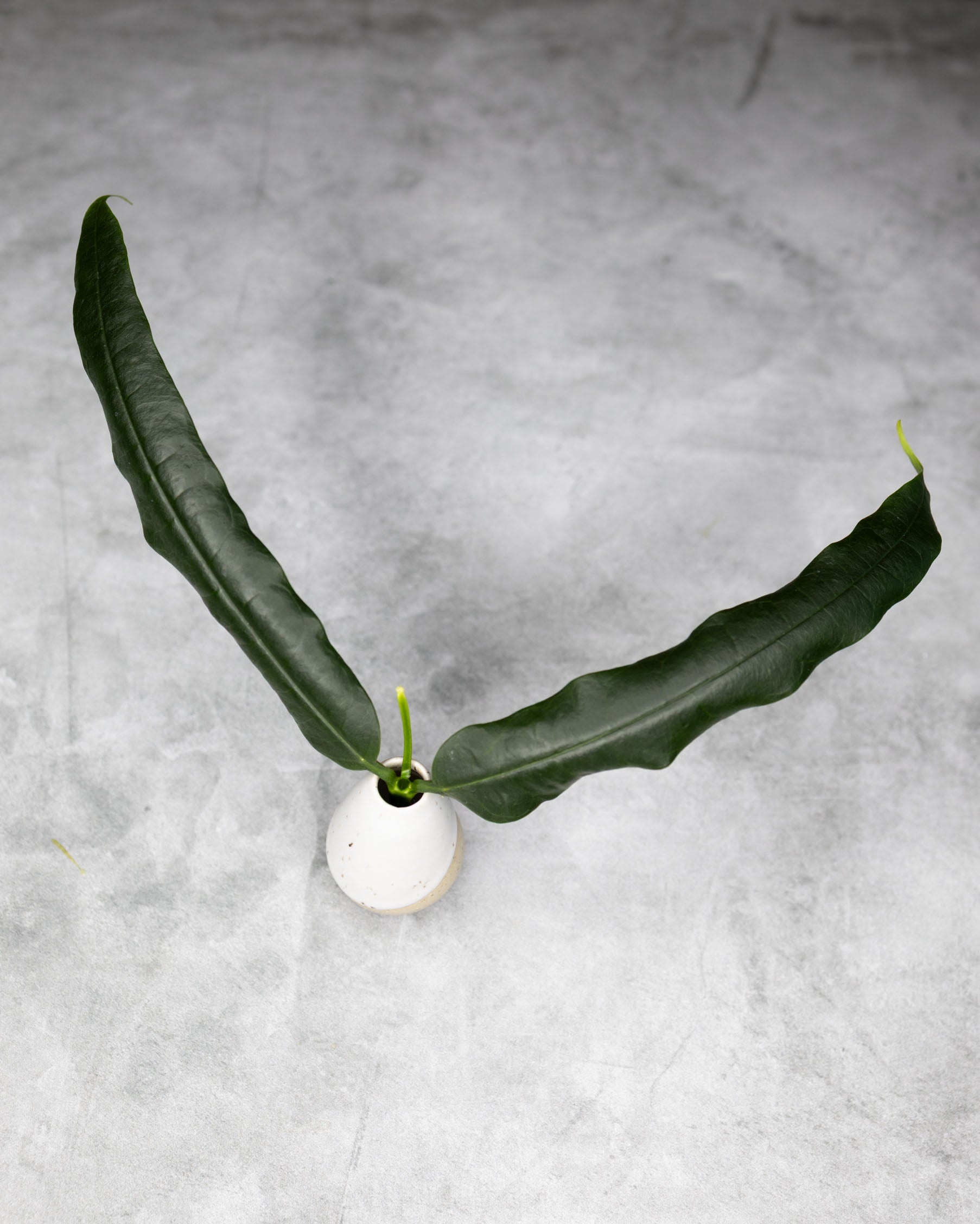 A pair of long, dark green, wavy leaves arranged symmetrically in a small white ceramic vase on a textured gray concrete surface.
