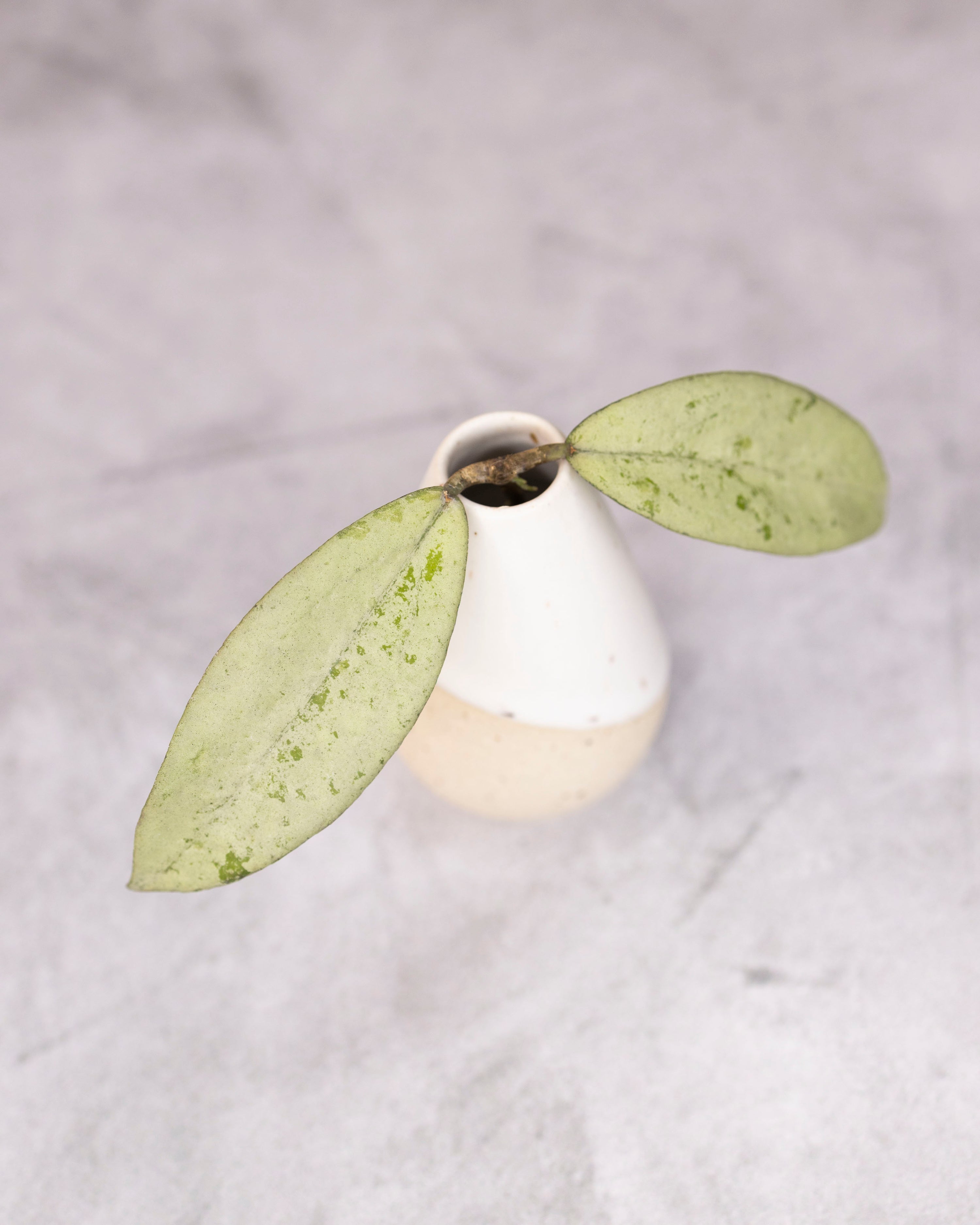 Small white vase with green leaves on a light gray background