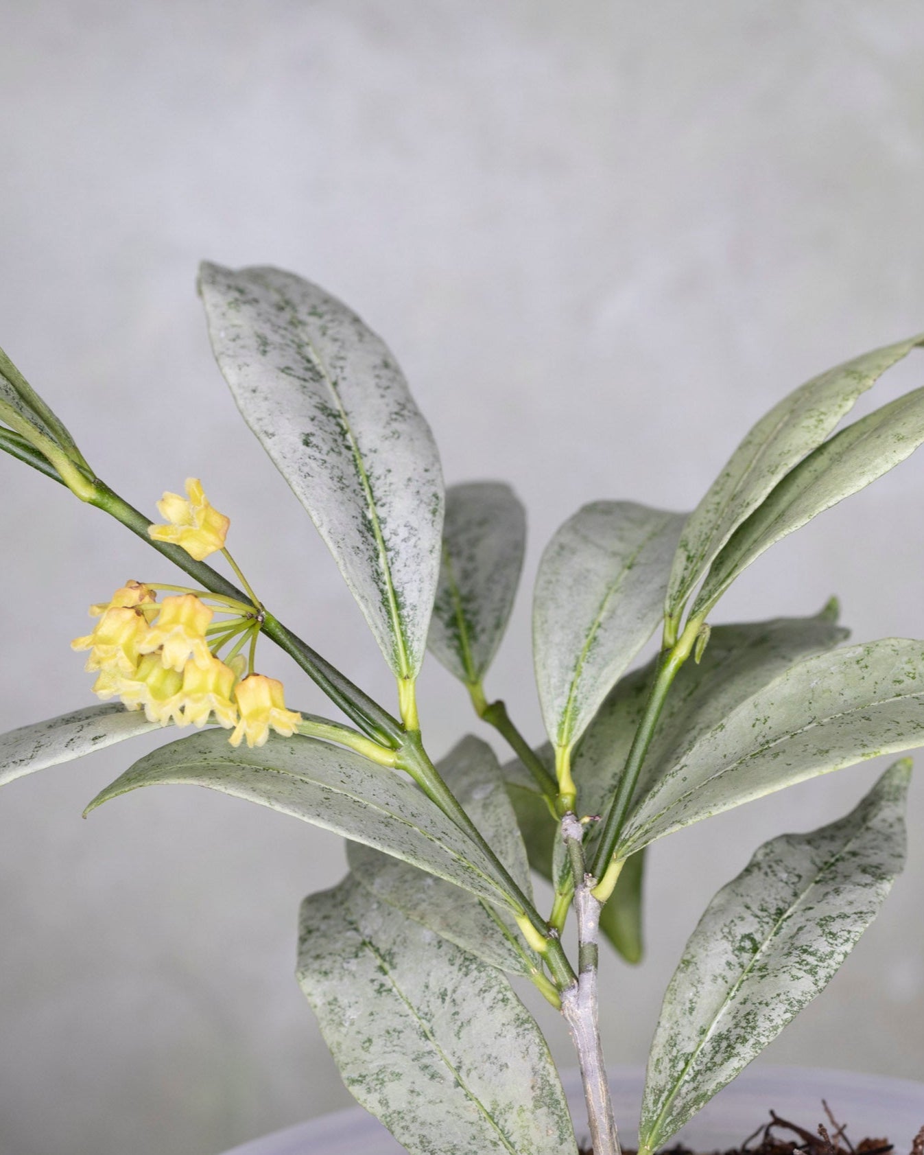 Hoya Amicabilis Silver