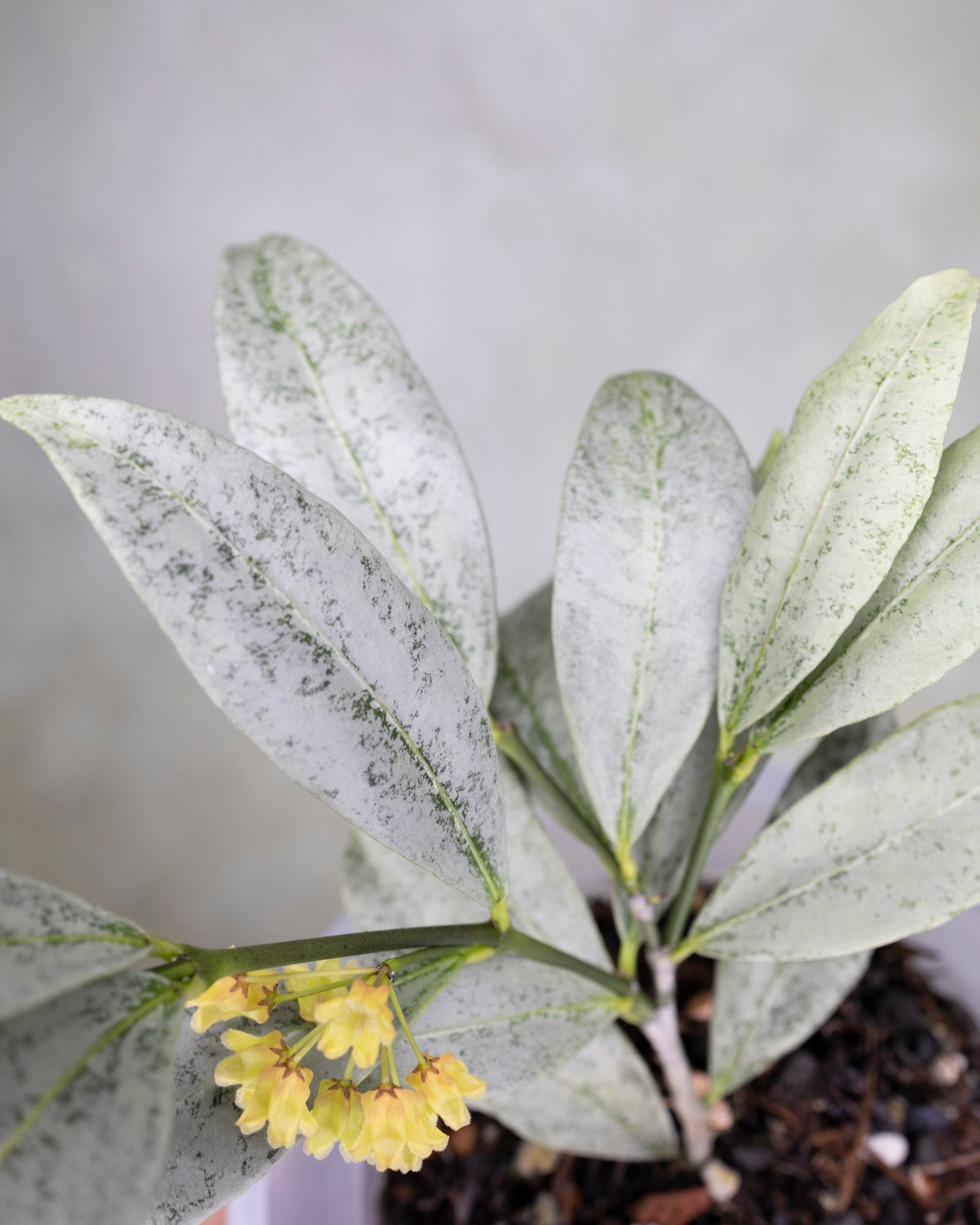 Hoya Amicabilis Silver