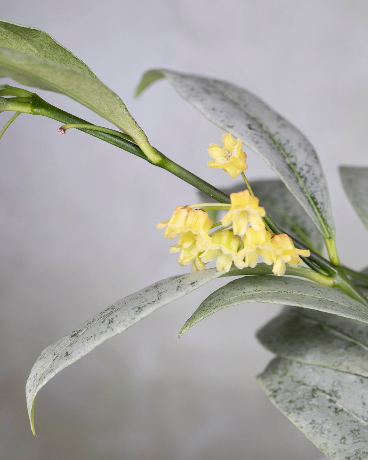 Hoya Amicabilis Silver