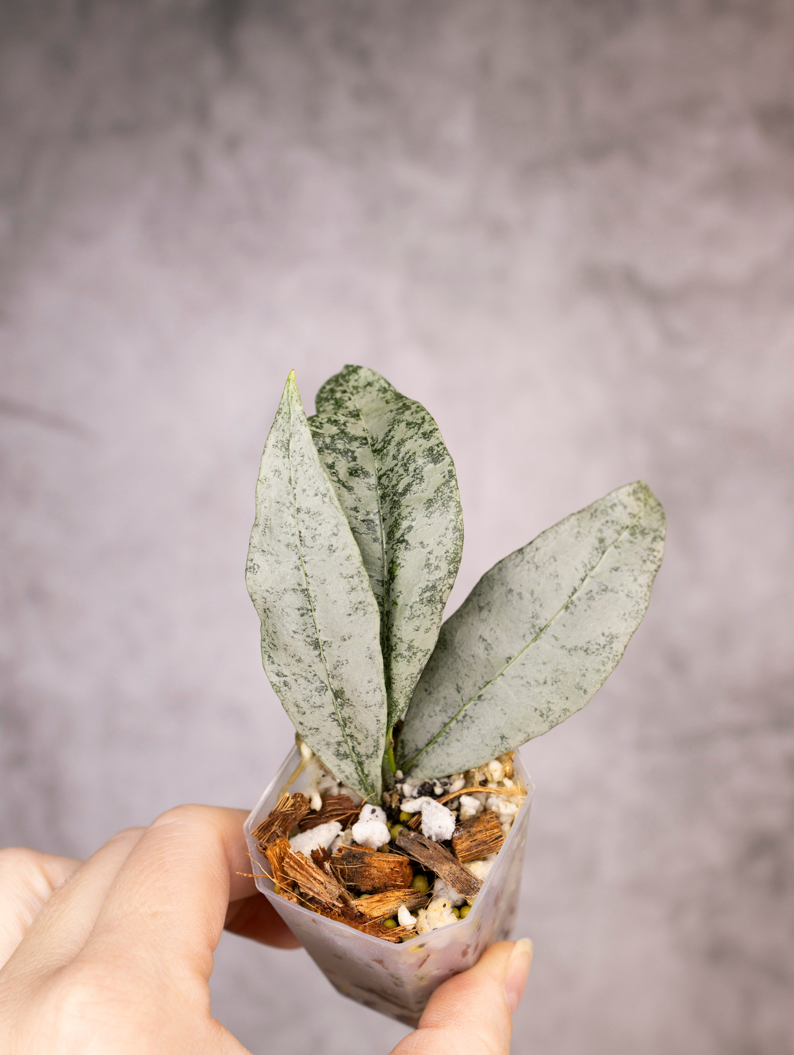 Hoya Amicabilis Silver