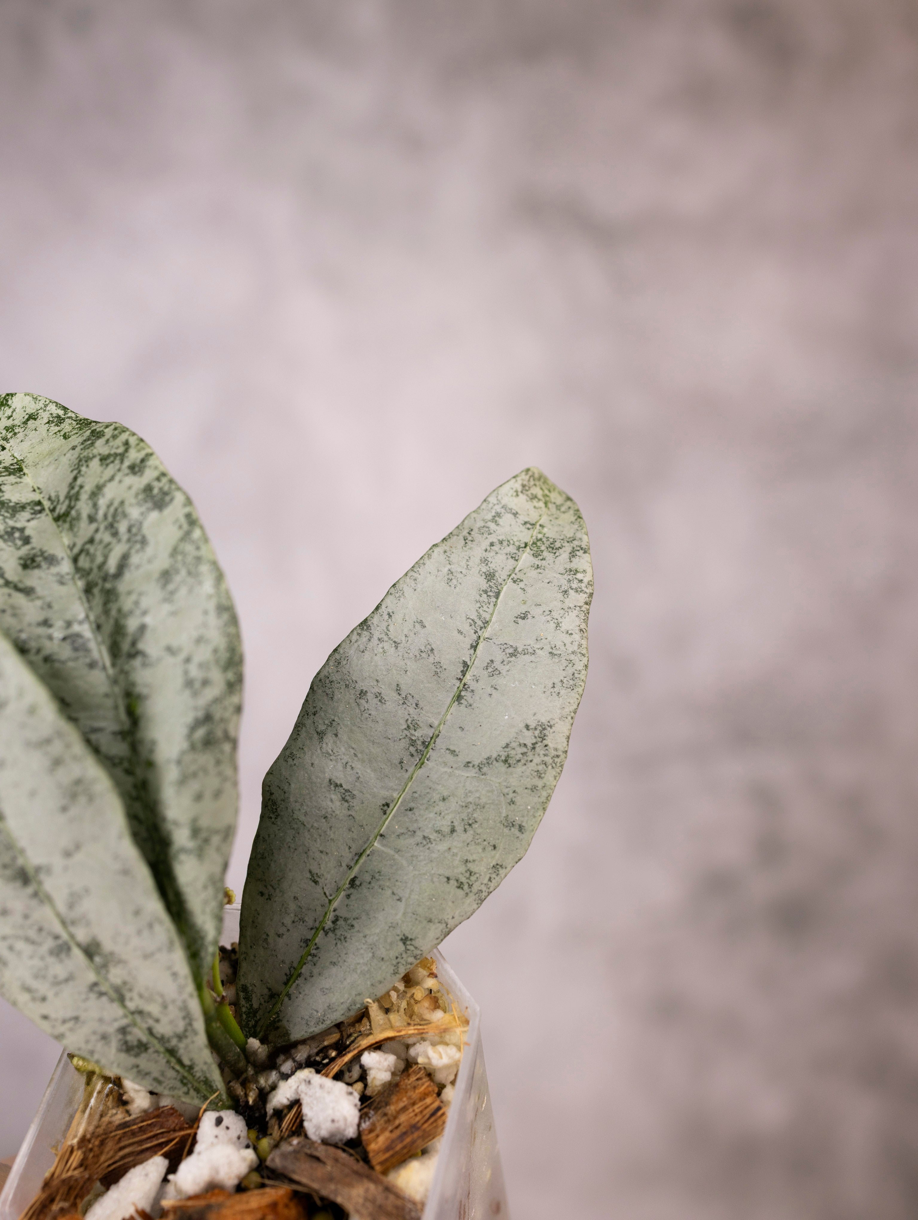 Hoya Amicabilis Silver
