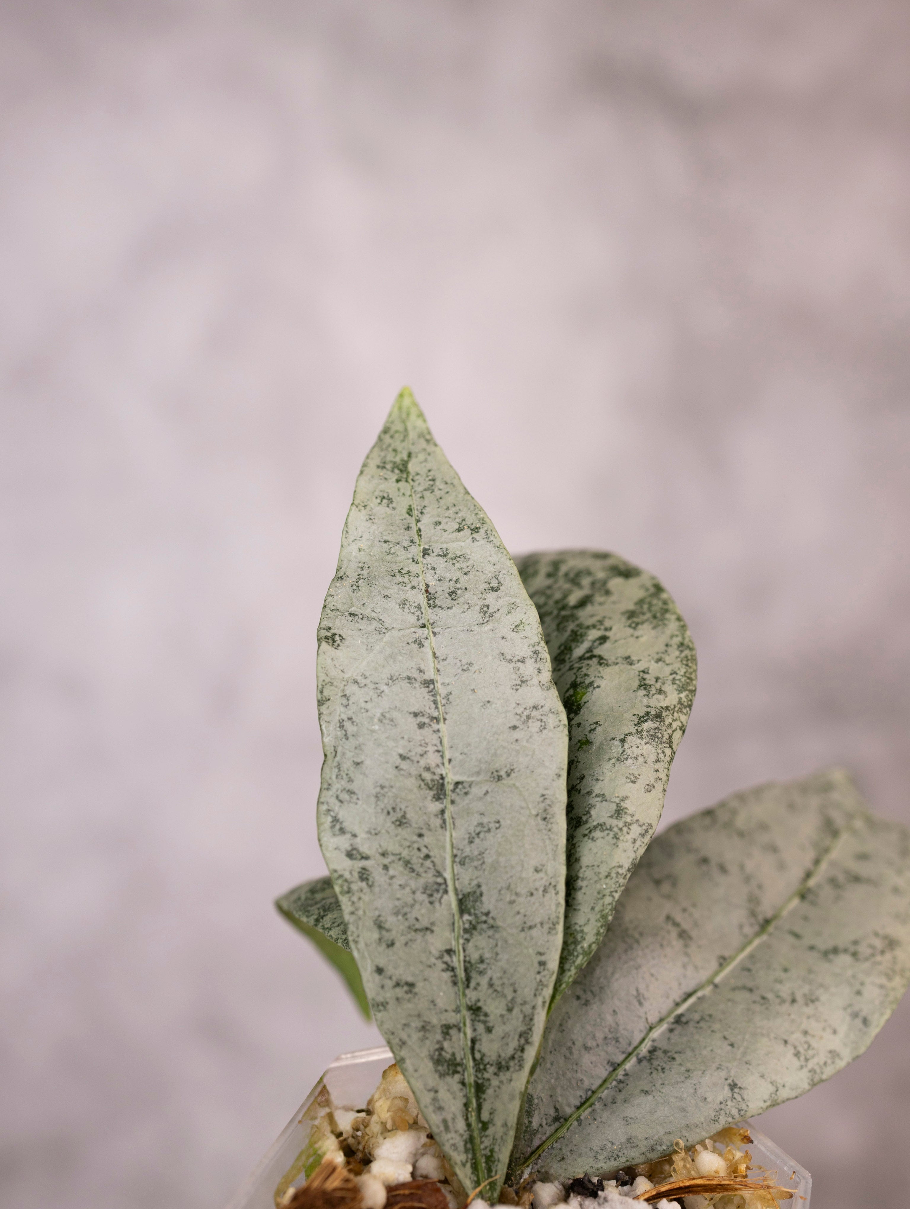 Hoya Amicabilis Silver