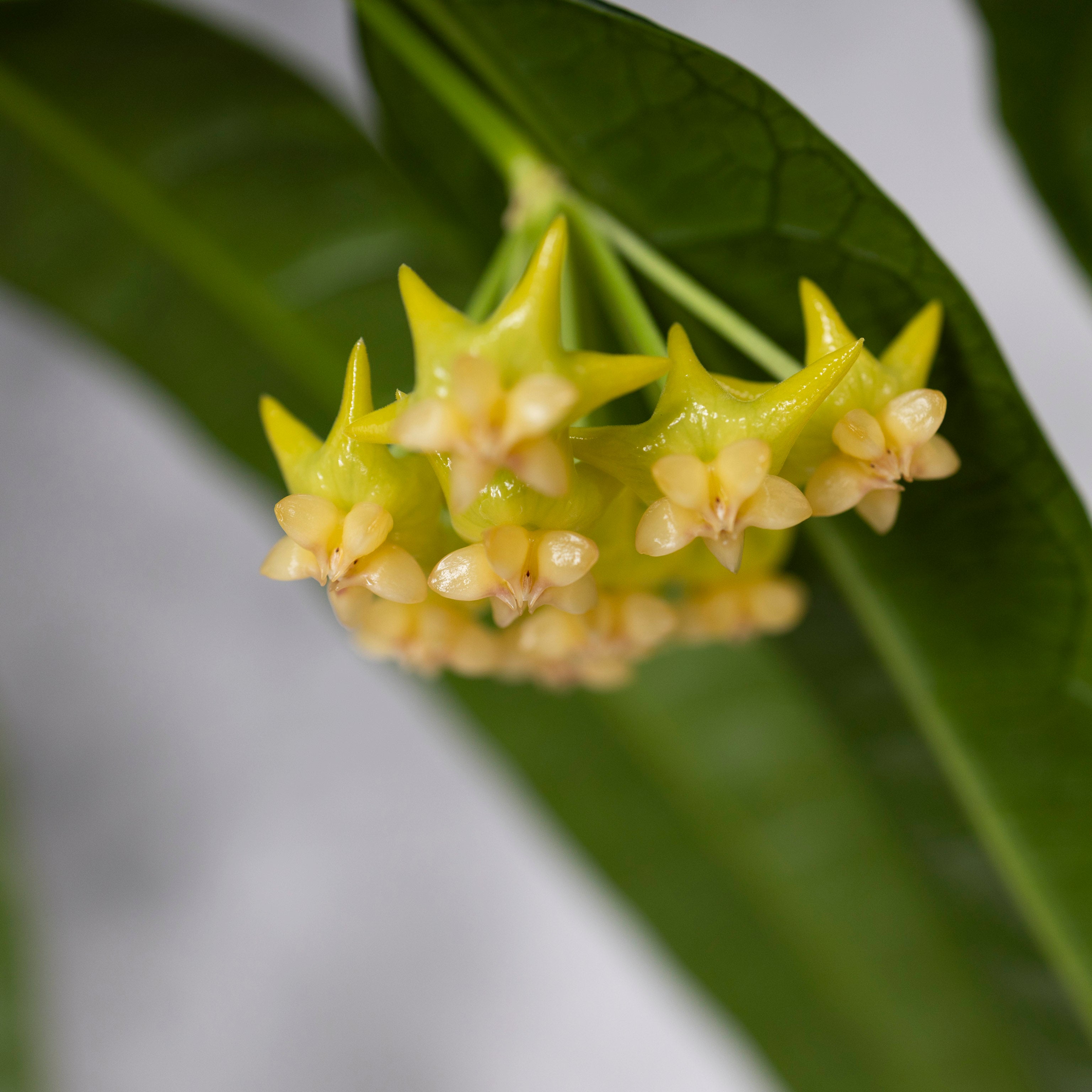 hoya Amrita Close-up of a cluster of small yellow flowers with green leaves on a blurred background