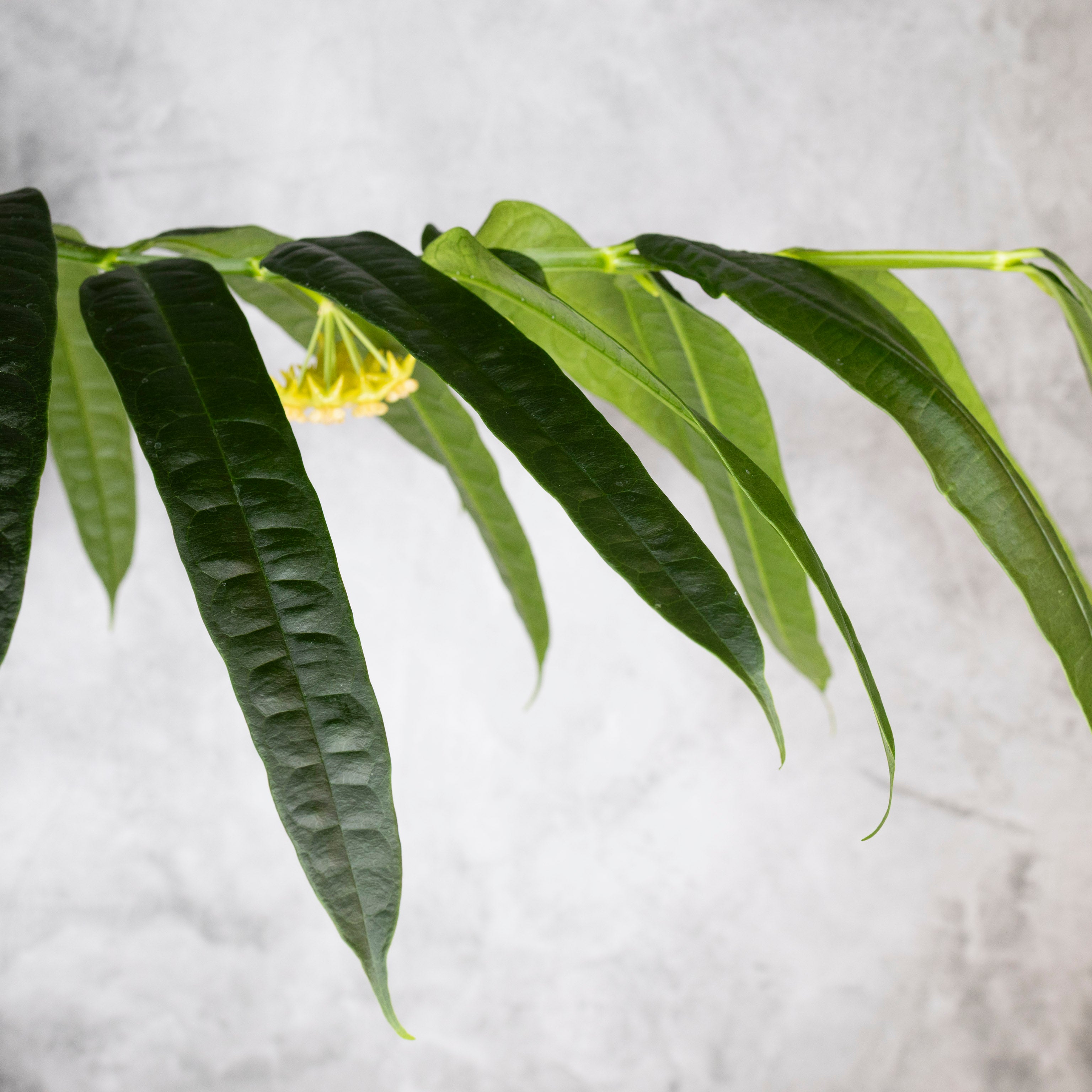 Hoya Amrita Leaves