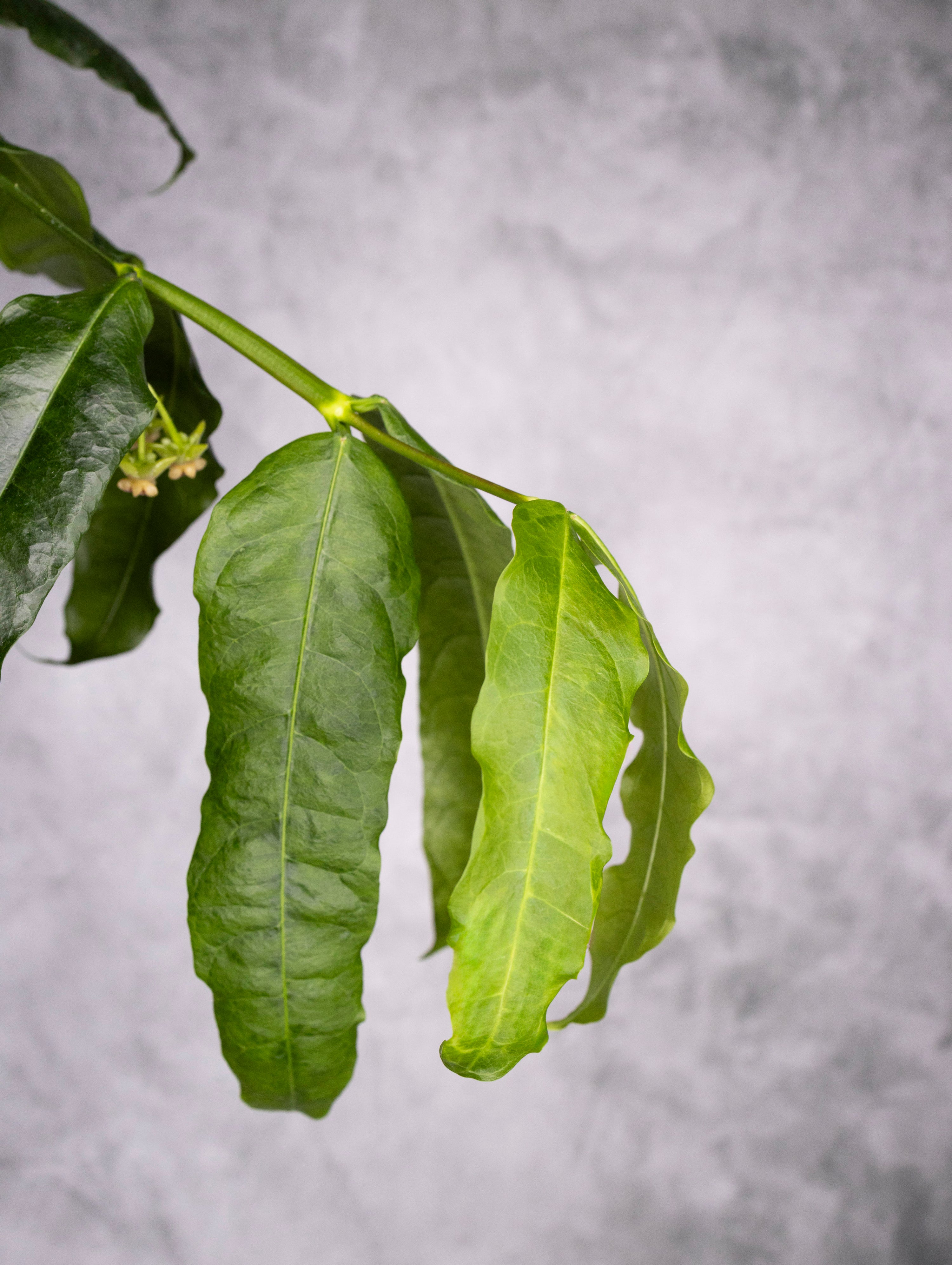Hoya amrita