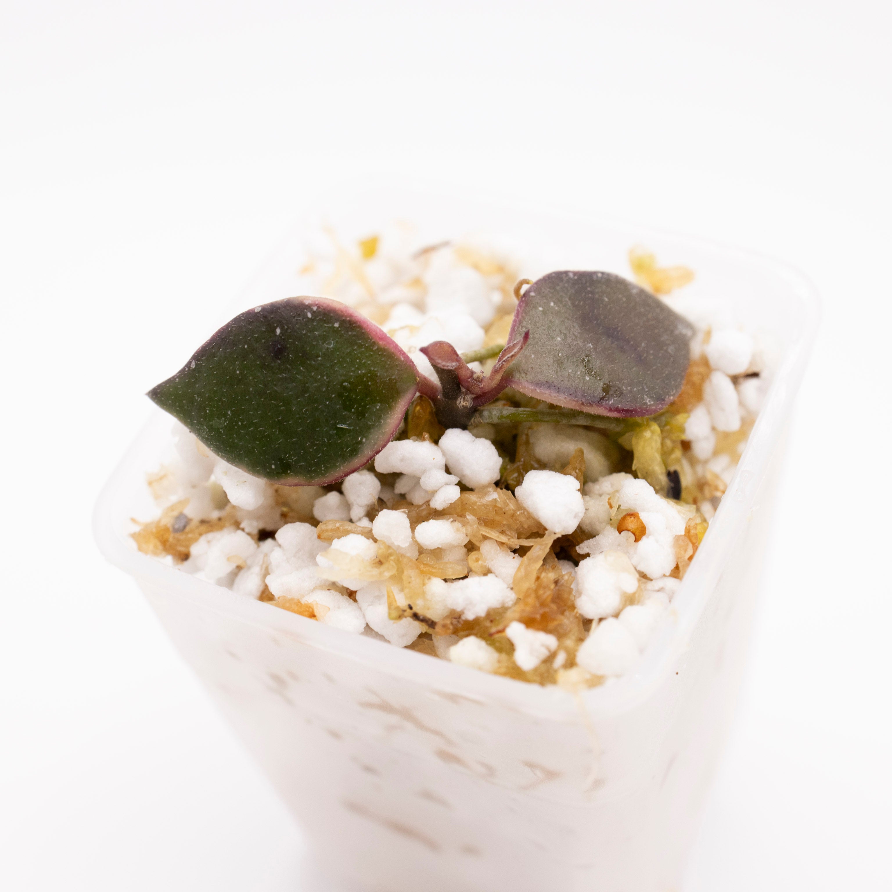Hoya Bakoensis Variegated