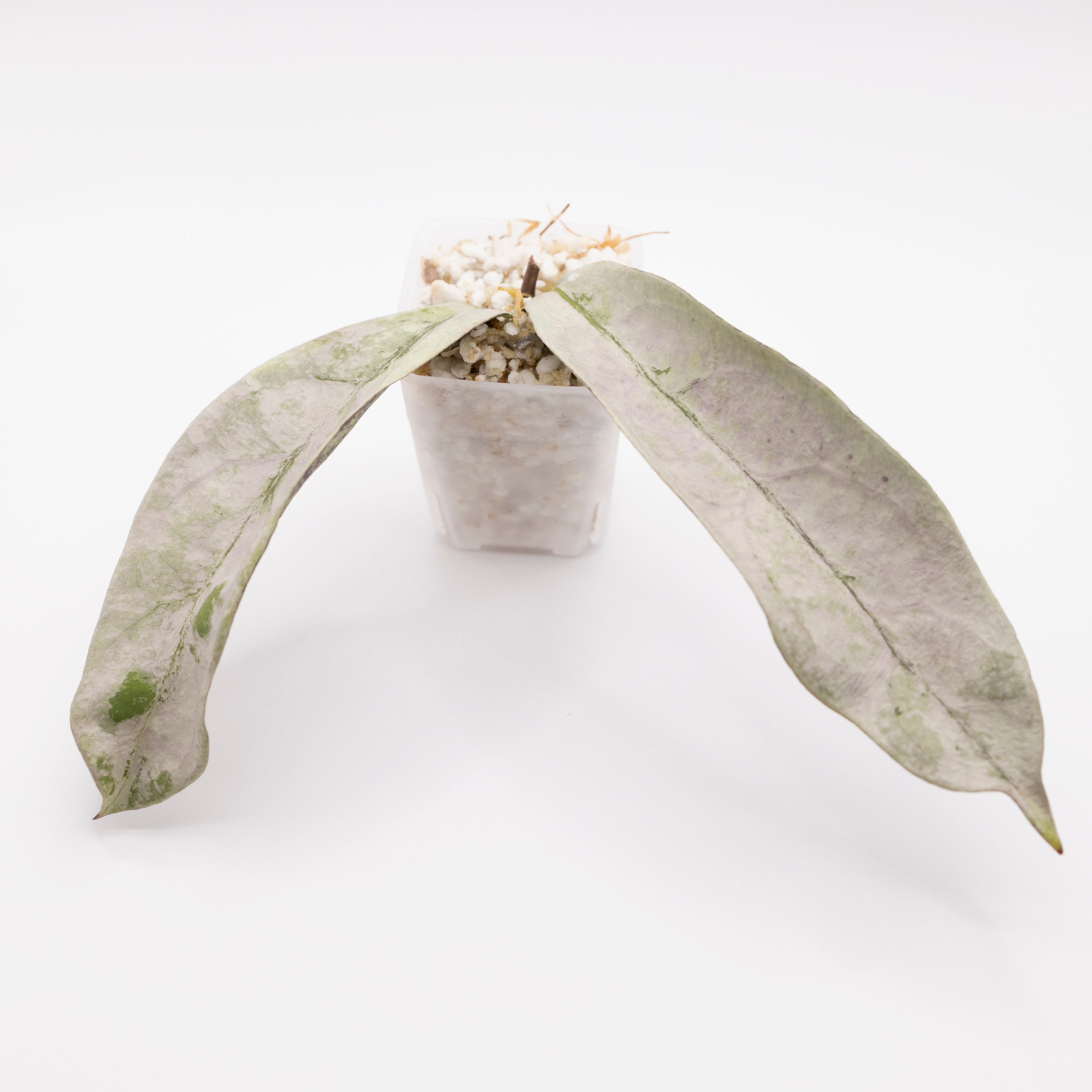Hoya Buntok Silver