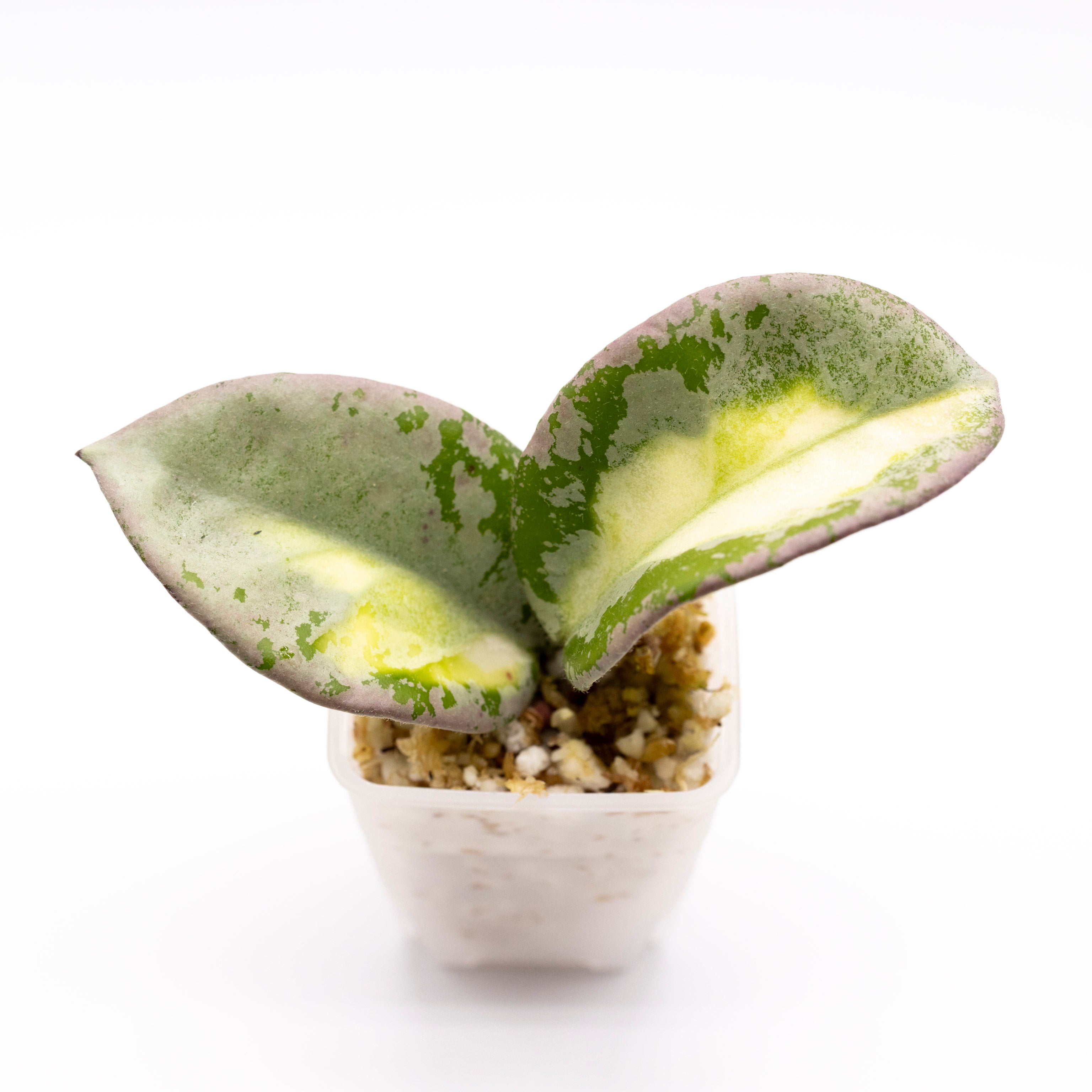 Hoya Carnosa Argentea Princess