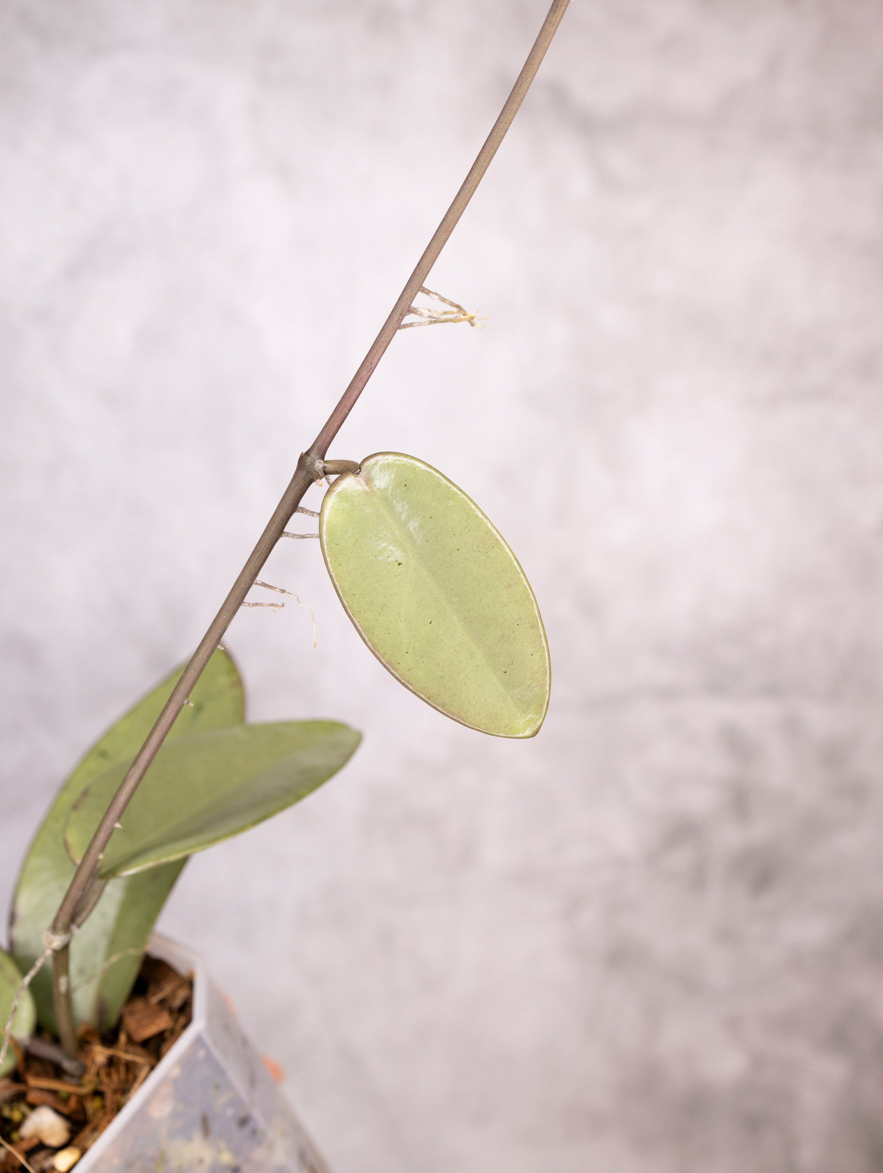 Hoya Carnosa Silver Dollar