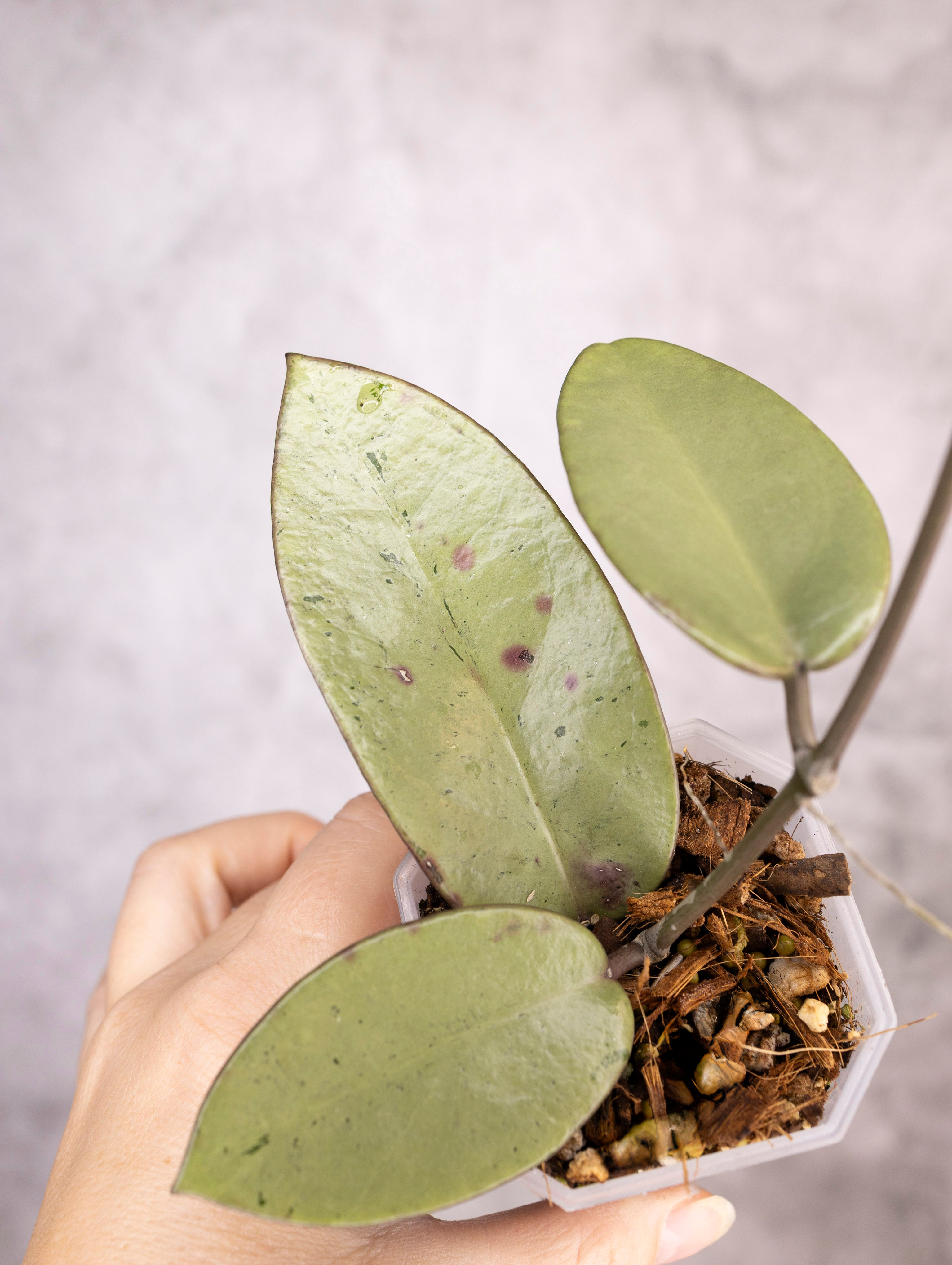 Hoya Carnosa Silver Dollar