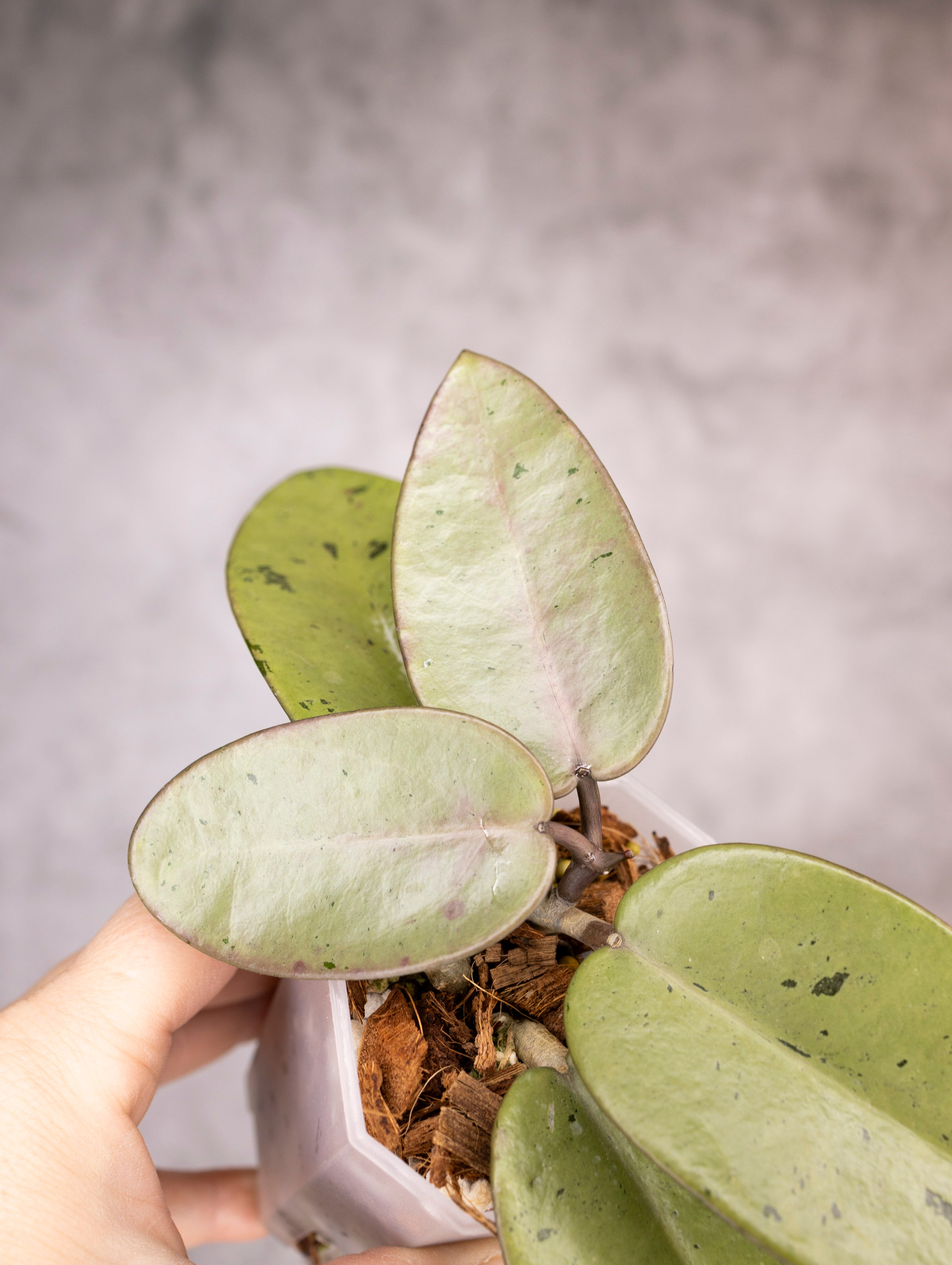 Hoya Carnosa Silver Dollar
