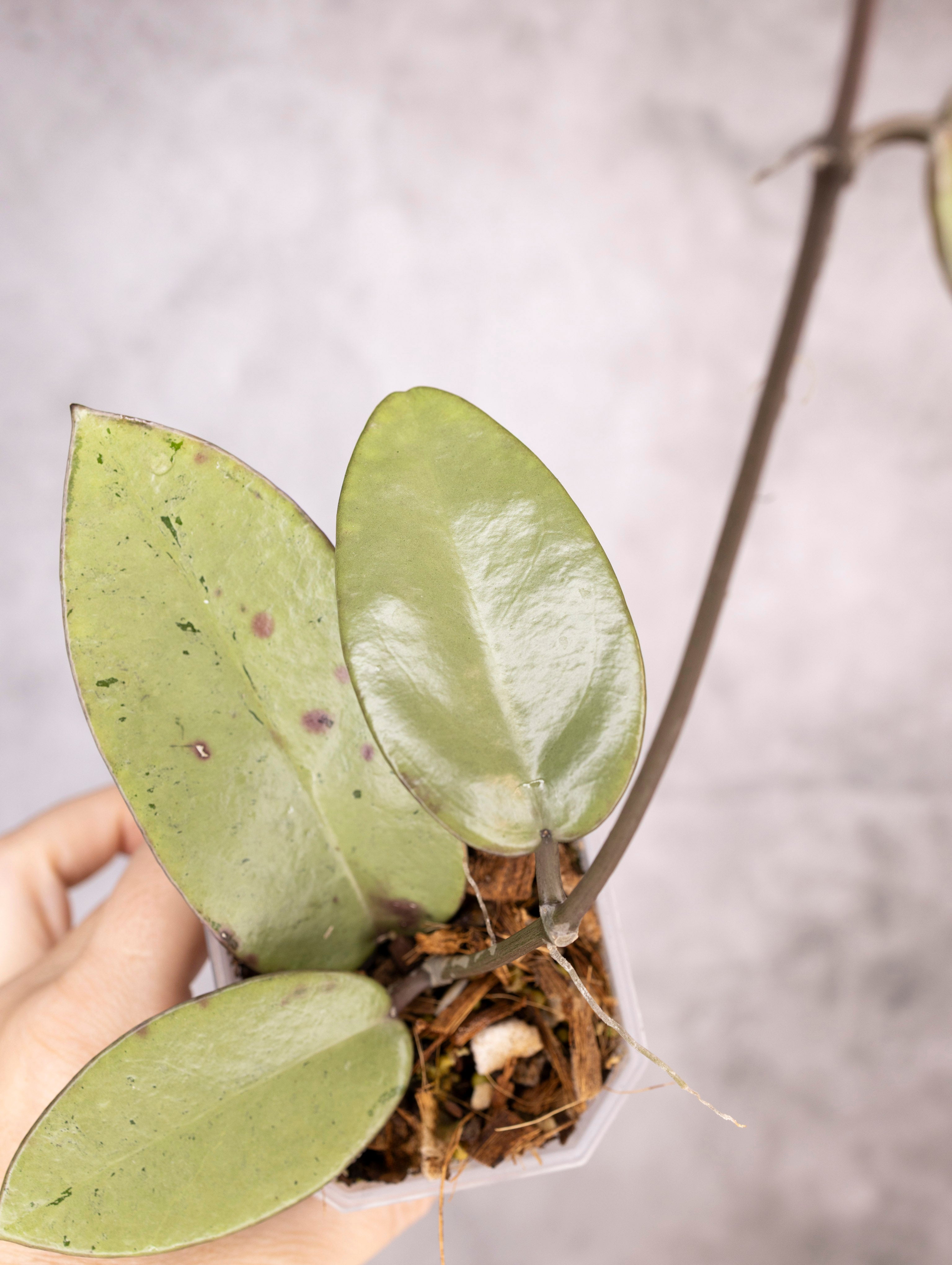 Hoya Carnosa Silver Dollar