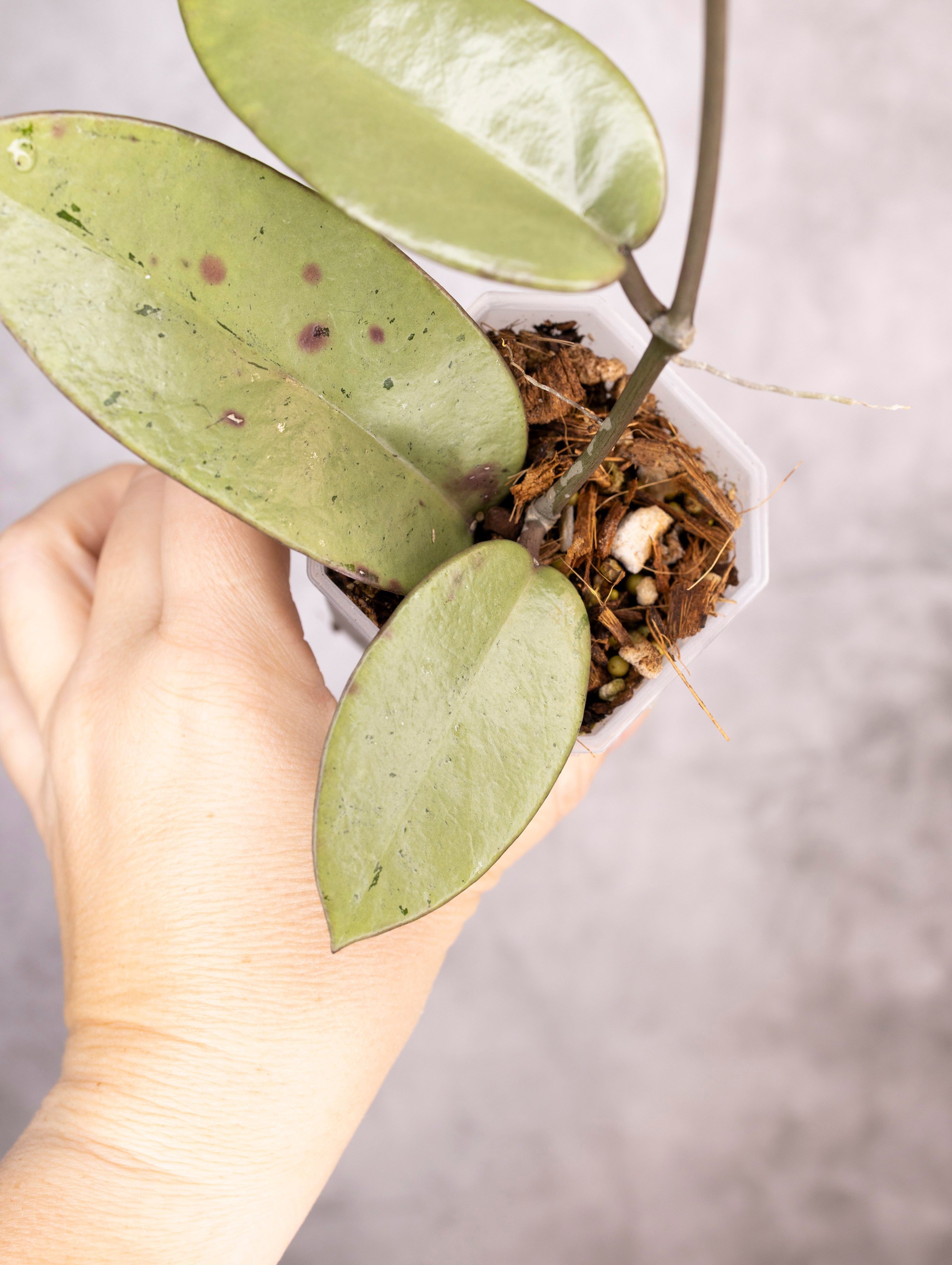 Hoya Carnosa Silver Dollar