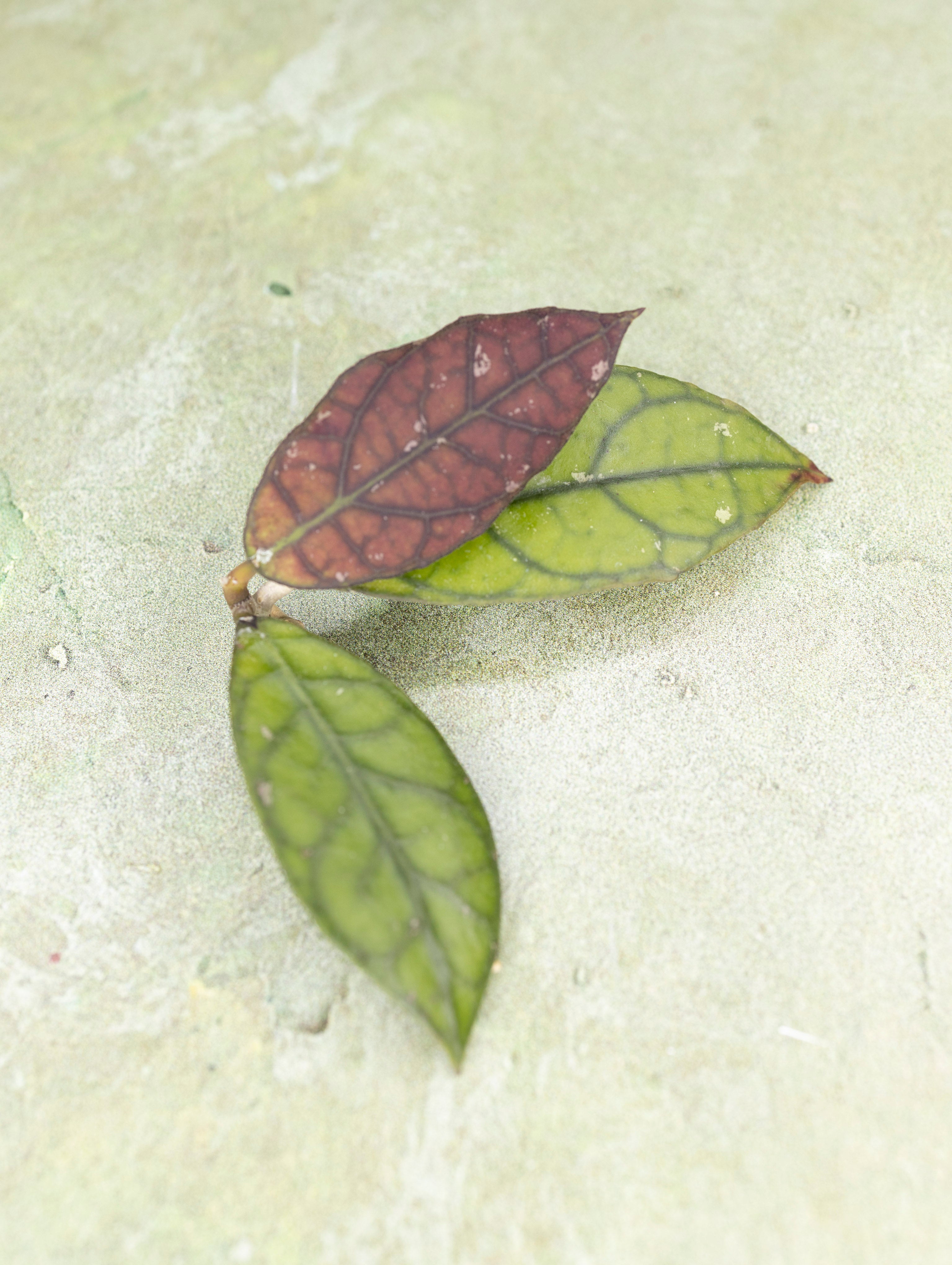 Hoya Clemensiorum sp Borneo