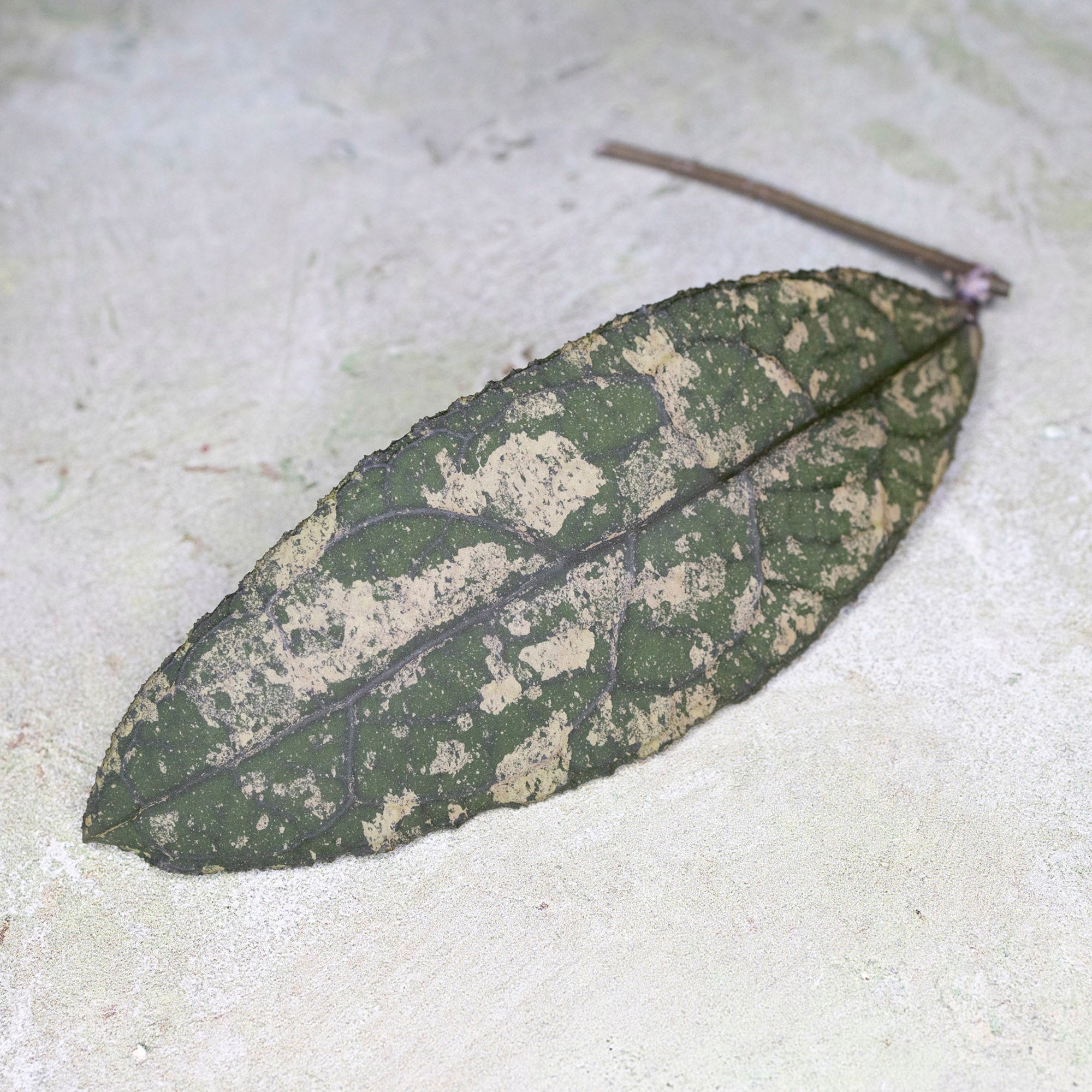 Hoya Clemensiorum sp Sumatra Super Splash