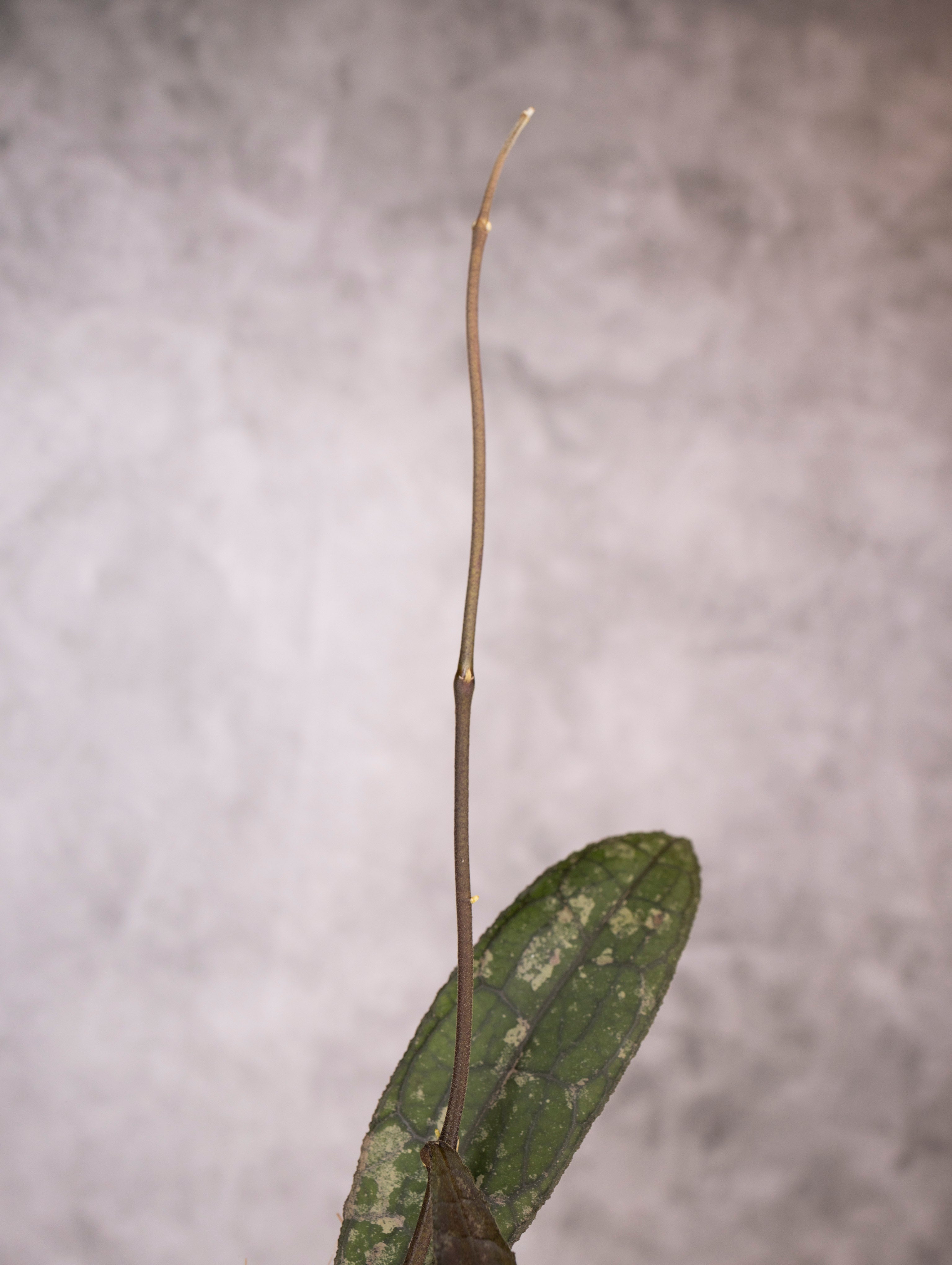 Hoya Clemensiorum sp Sumatra Splash
