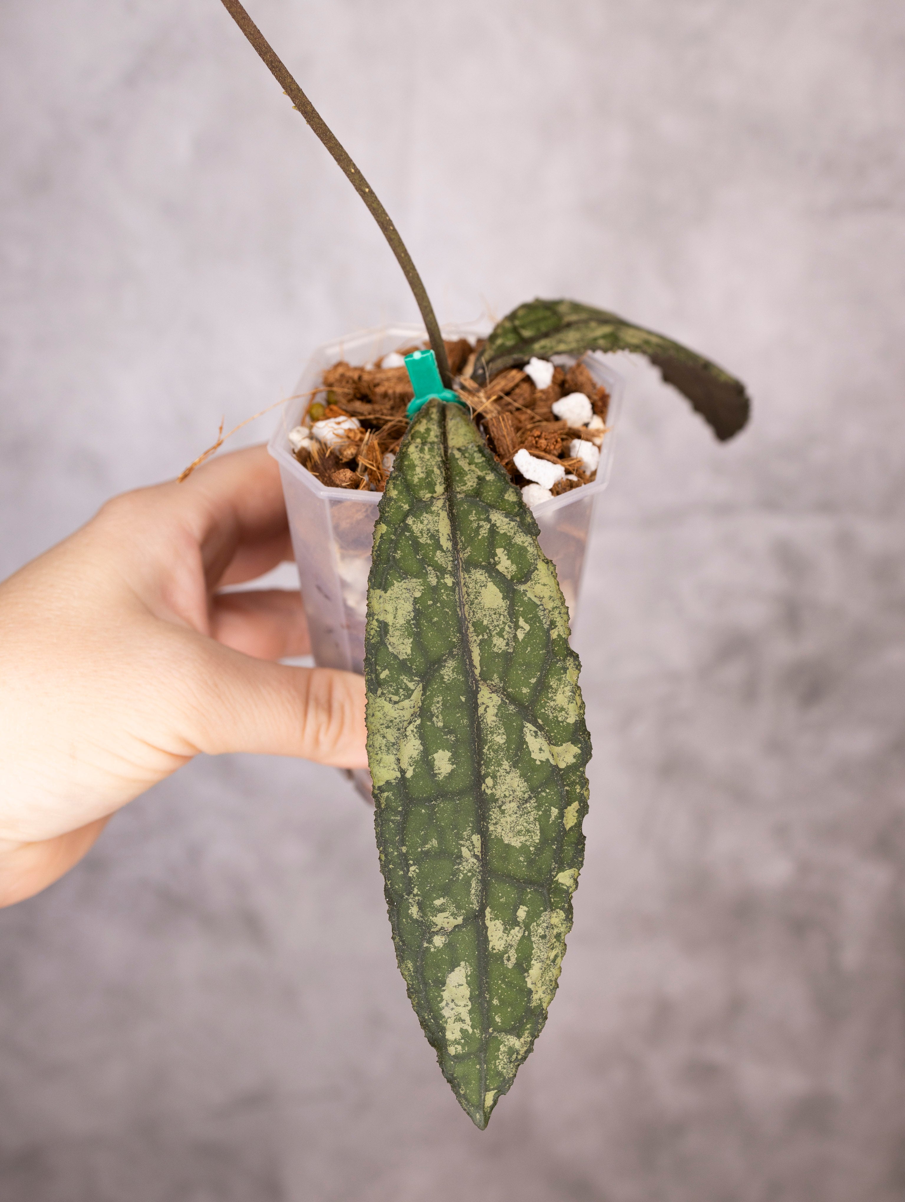 Hoya Clemensiorum sp Sumatra Splash