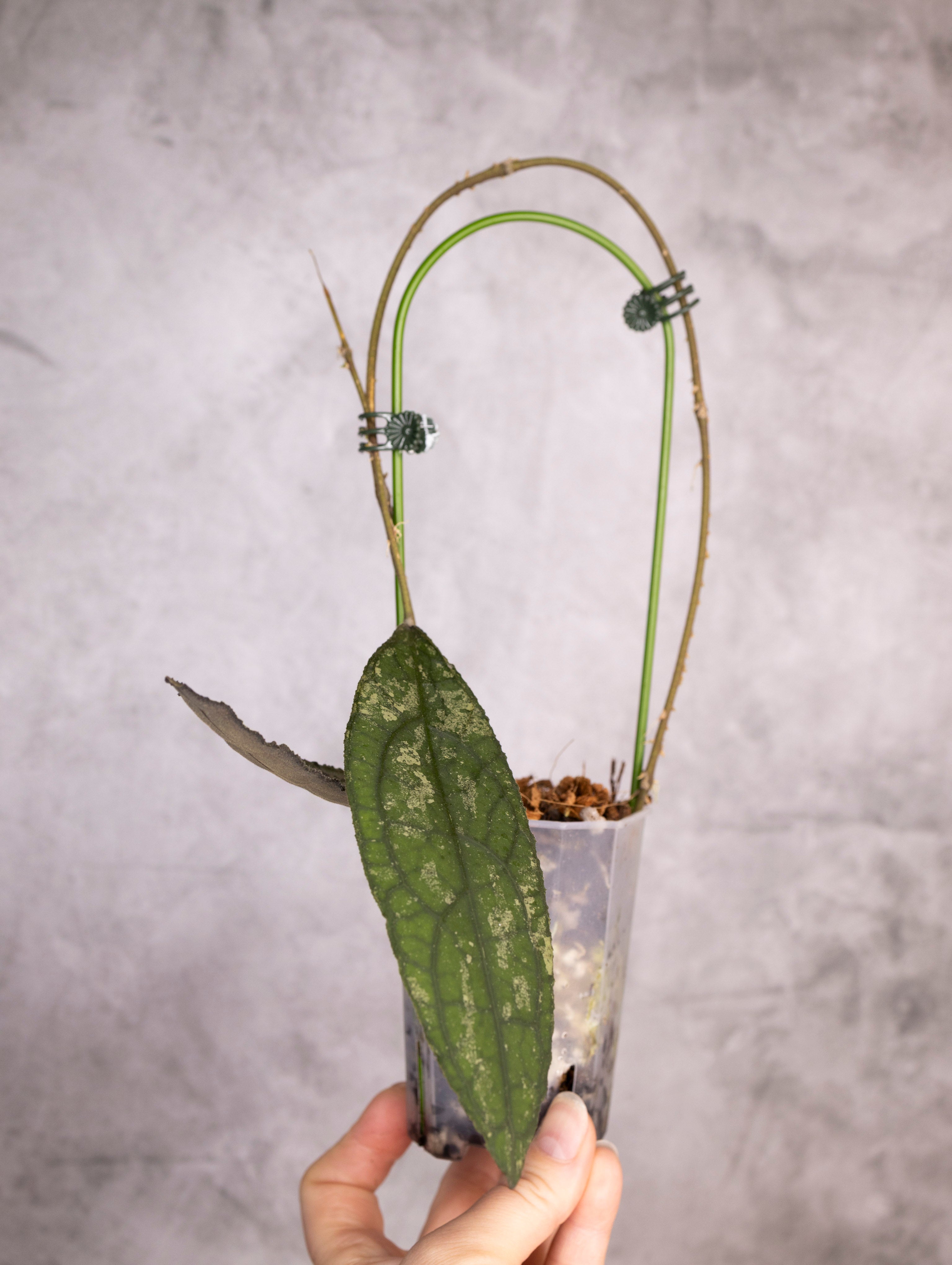 Hoya Clemensiorum sp Sumatra Splash