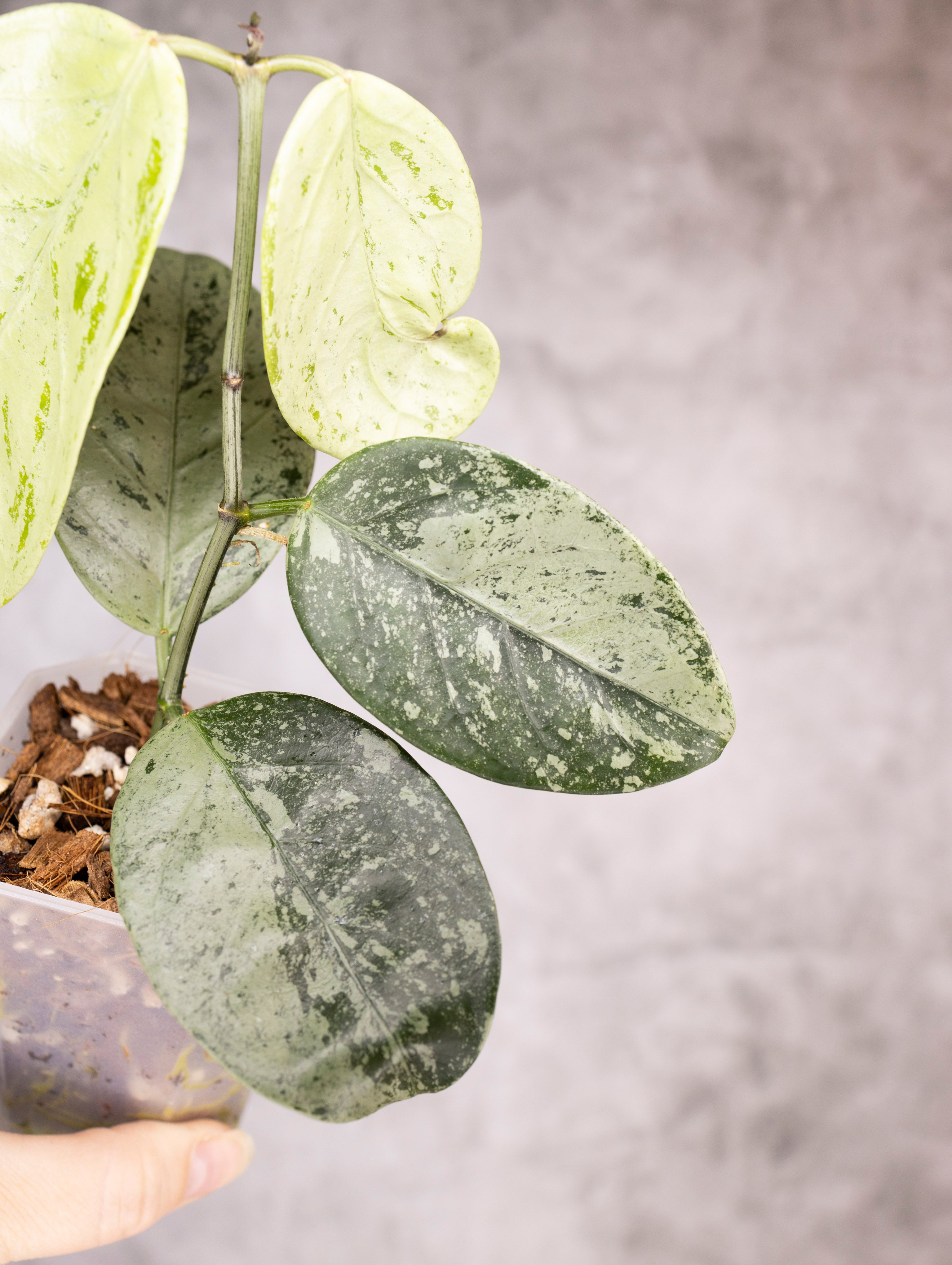 Hoya Coriacea Silver