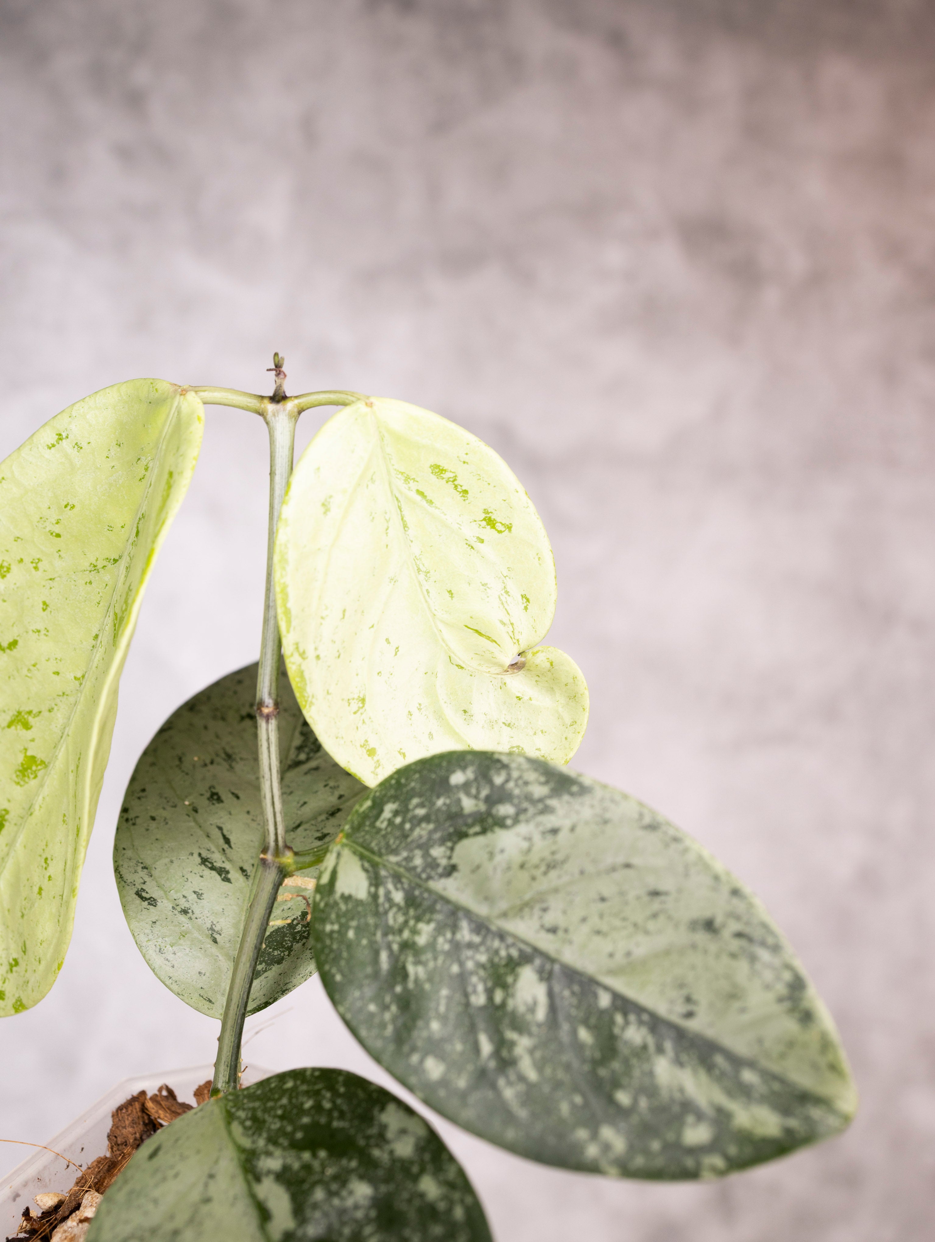 Hoya Coriacea Silver