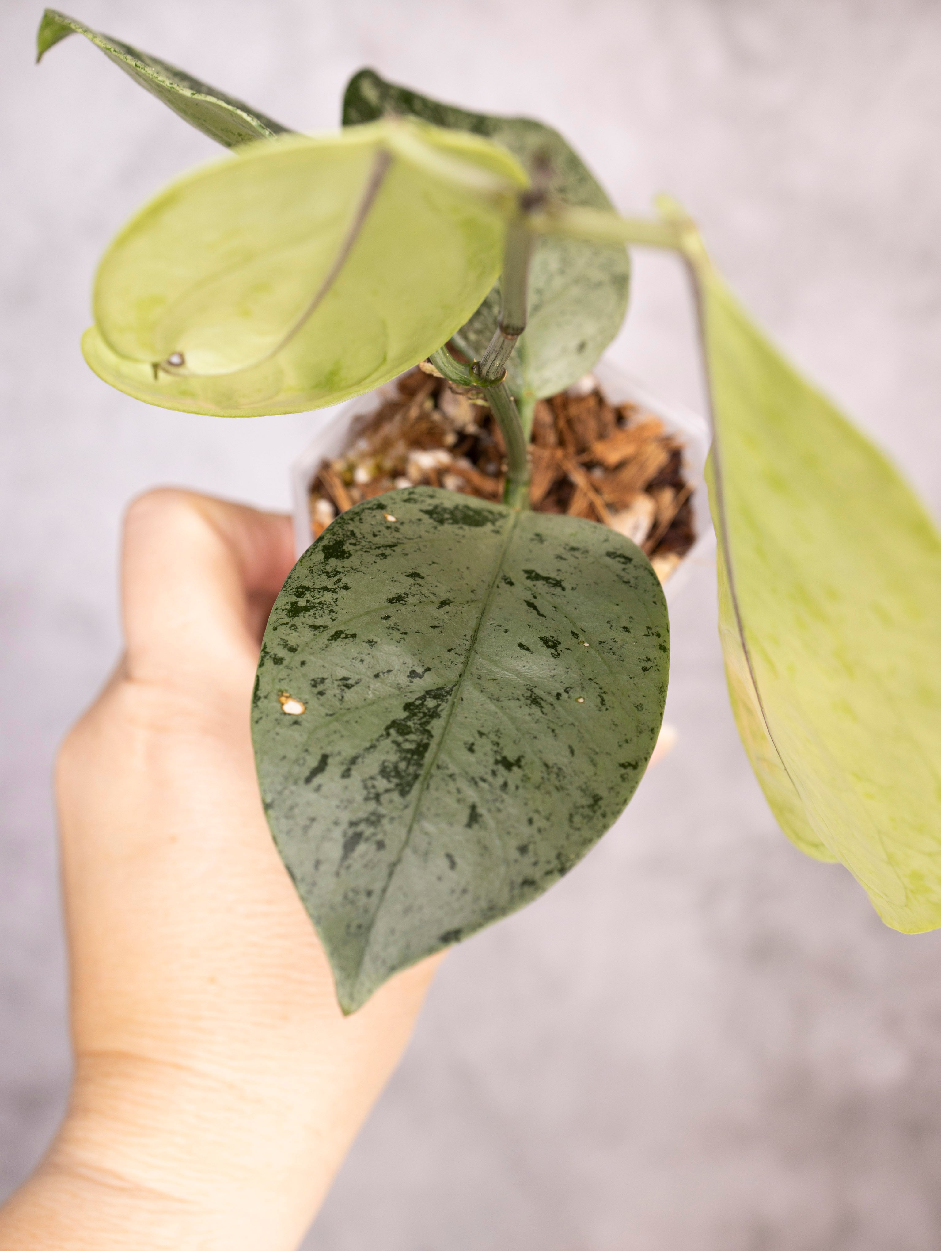 Hoya Coriacea Silver
