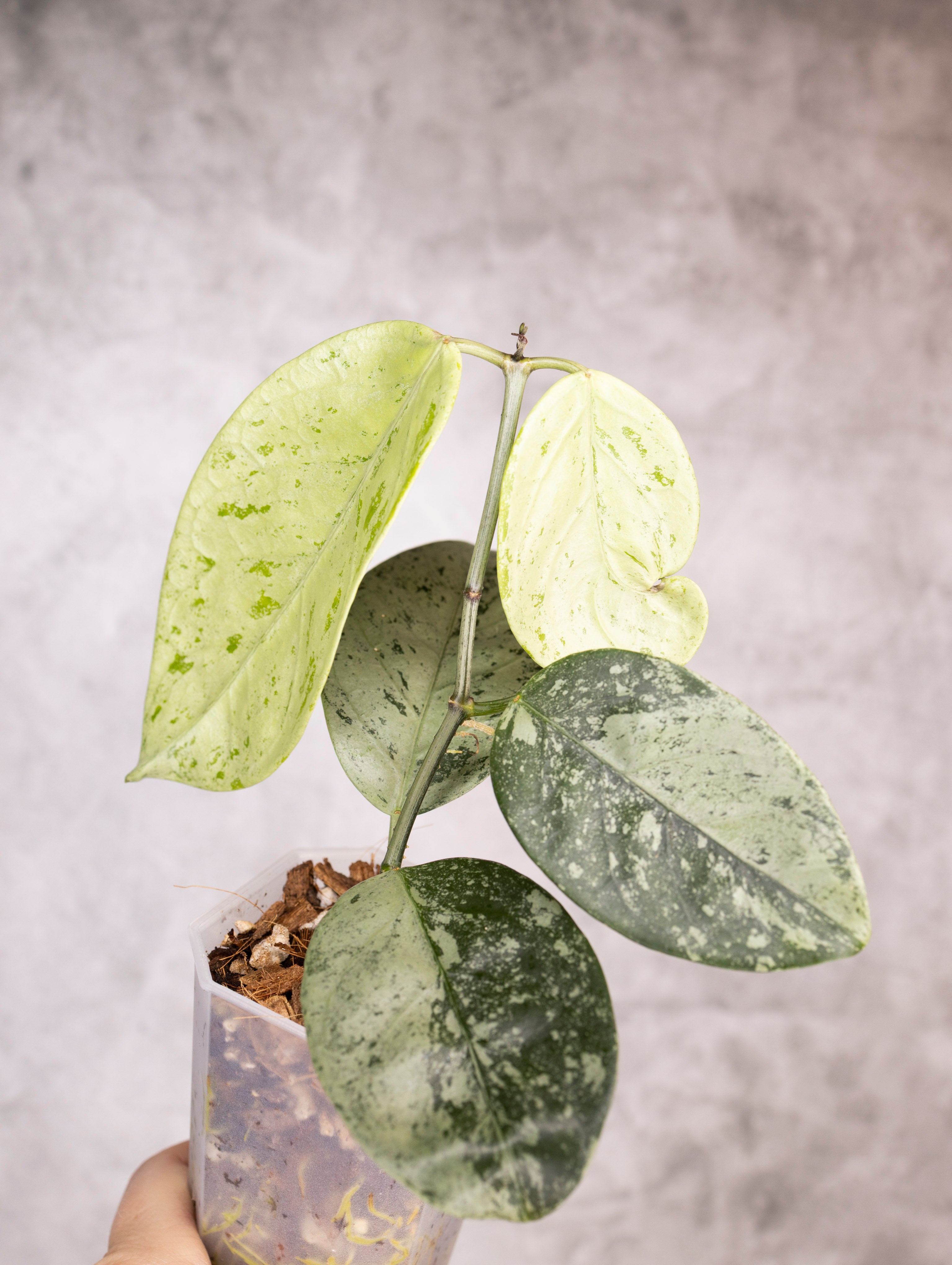 Hoya Coriacea Silver