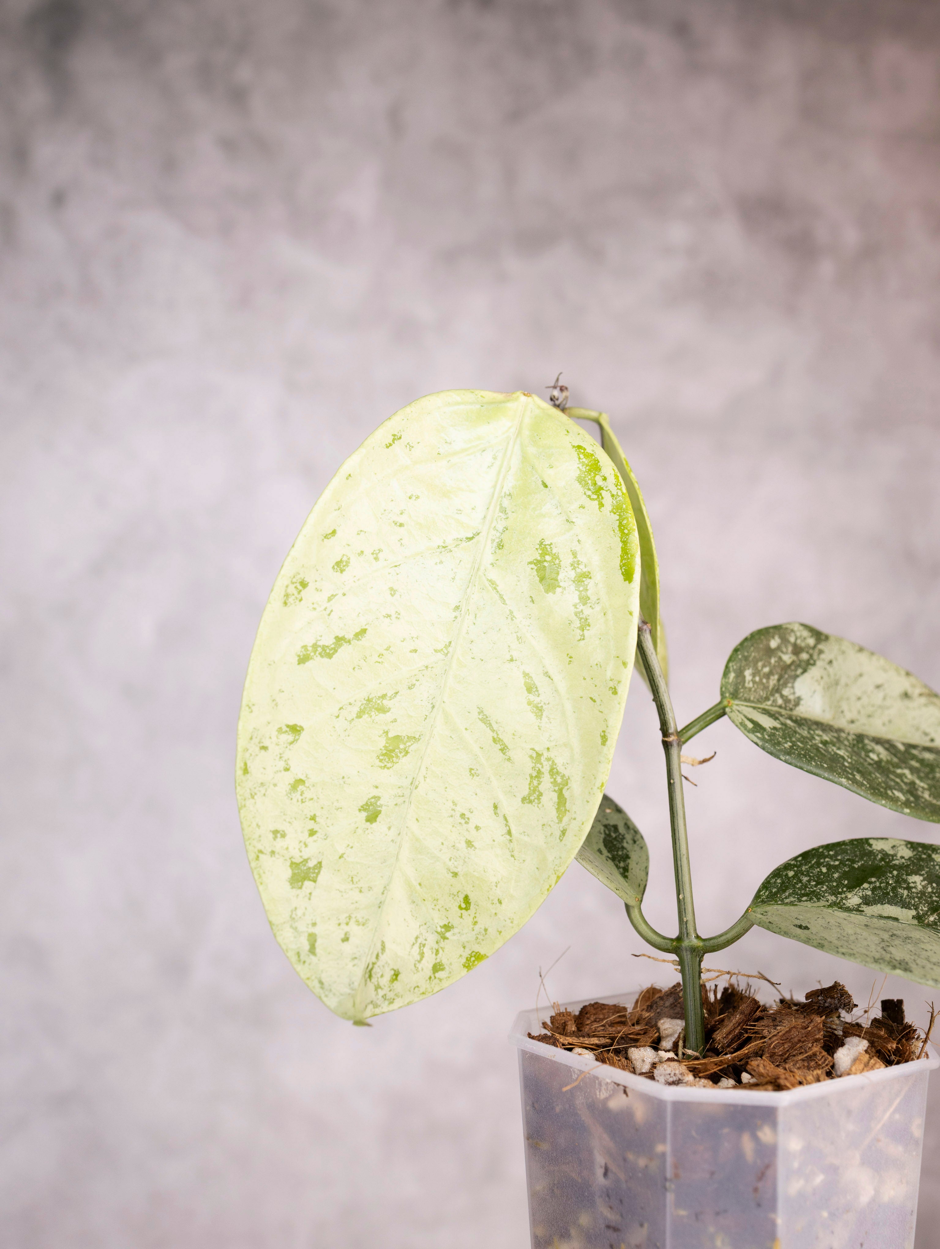 Hoya Coriacea Silver