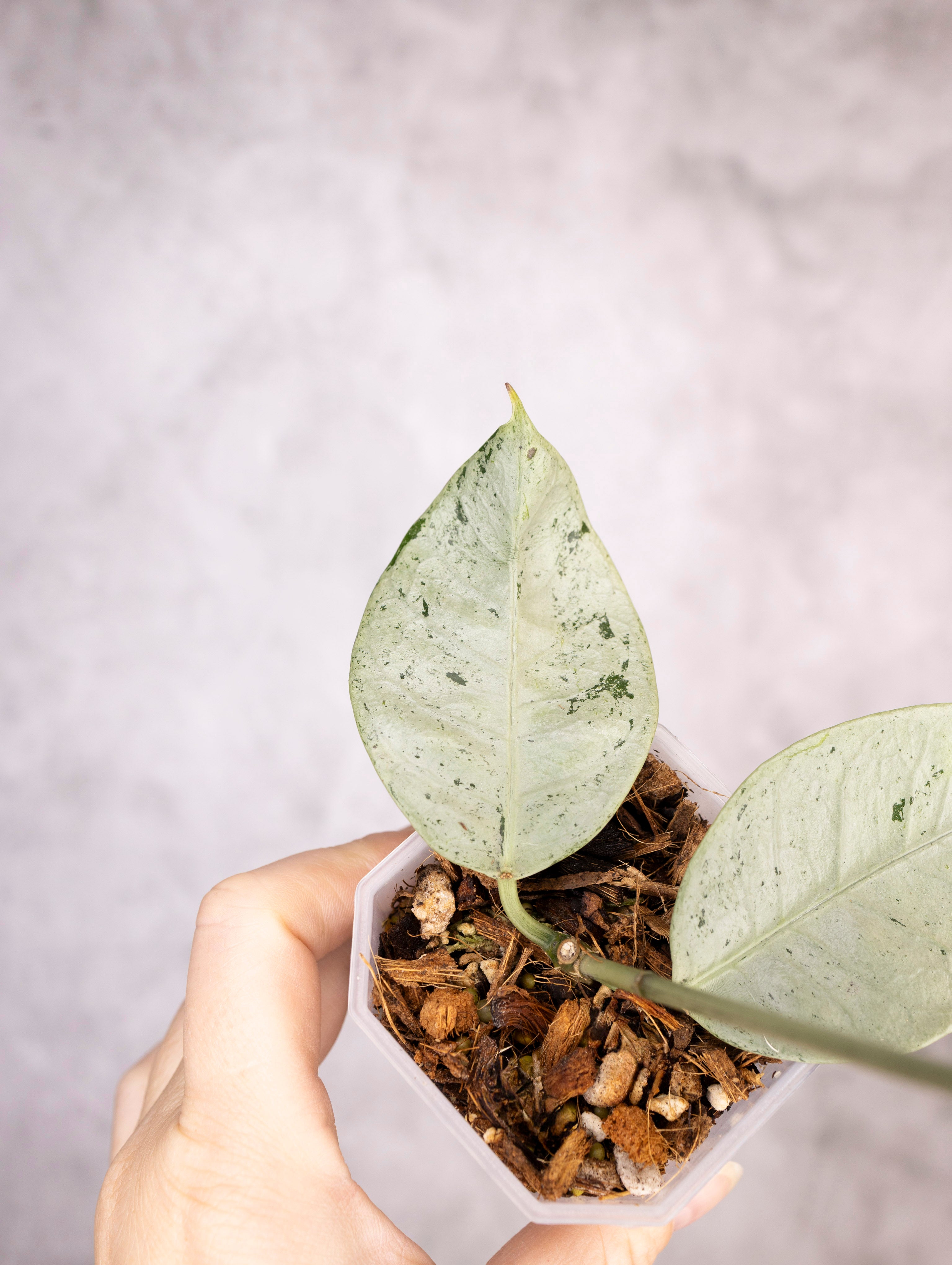 Hoya Coriacea Silver