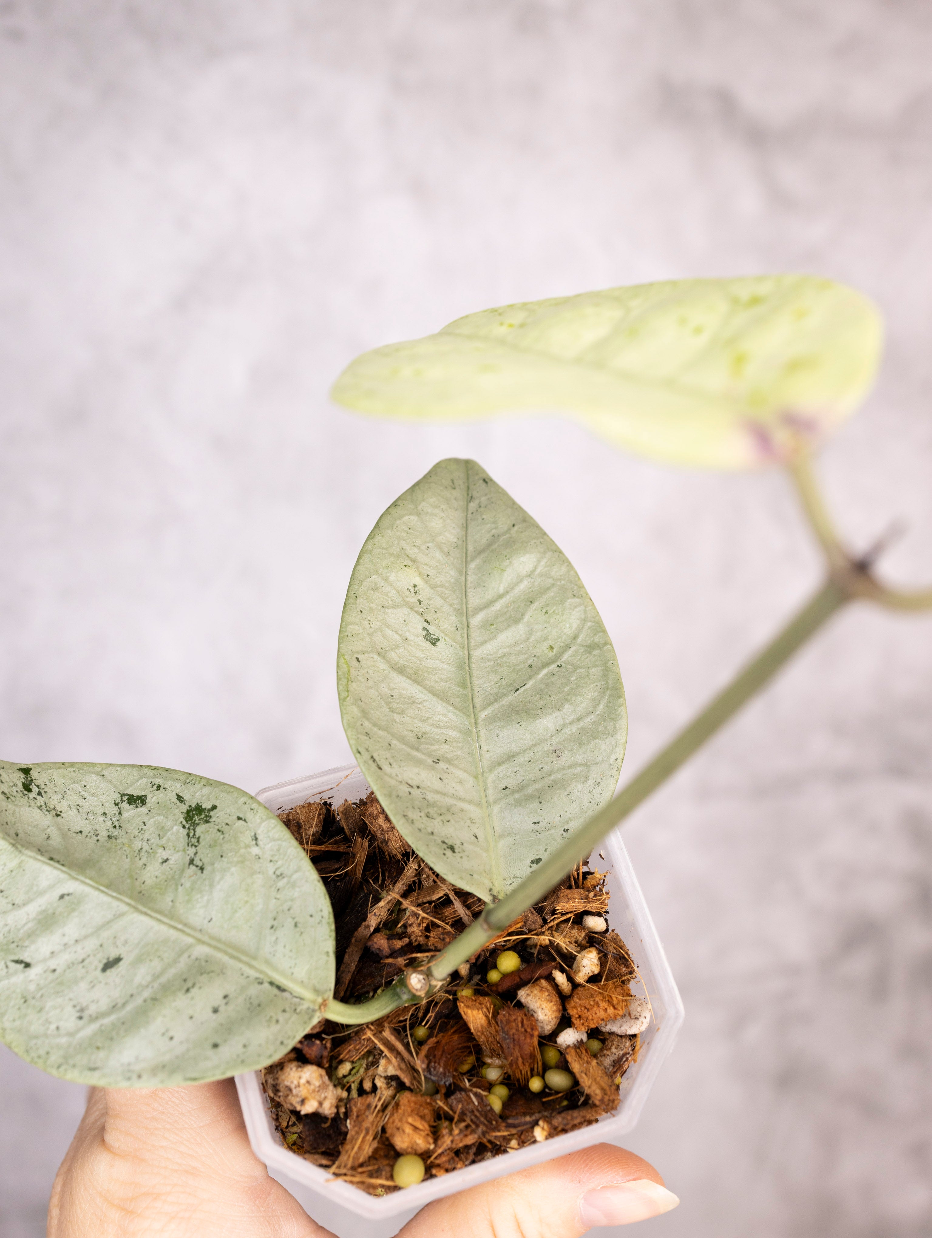 Hoya Coriacea Silver