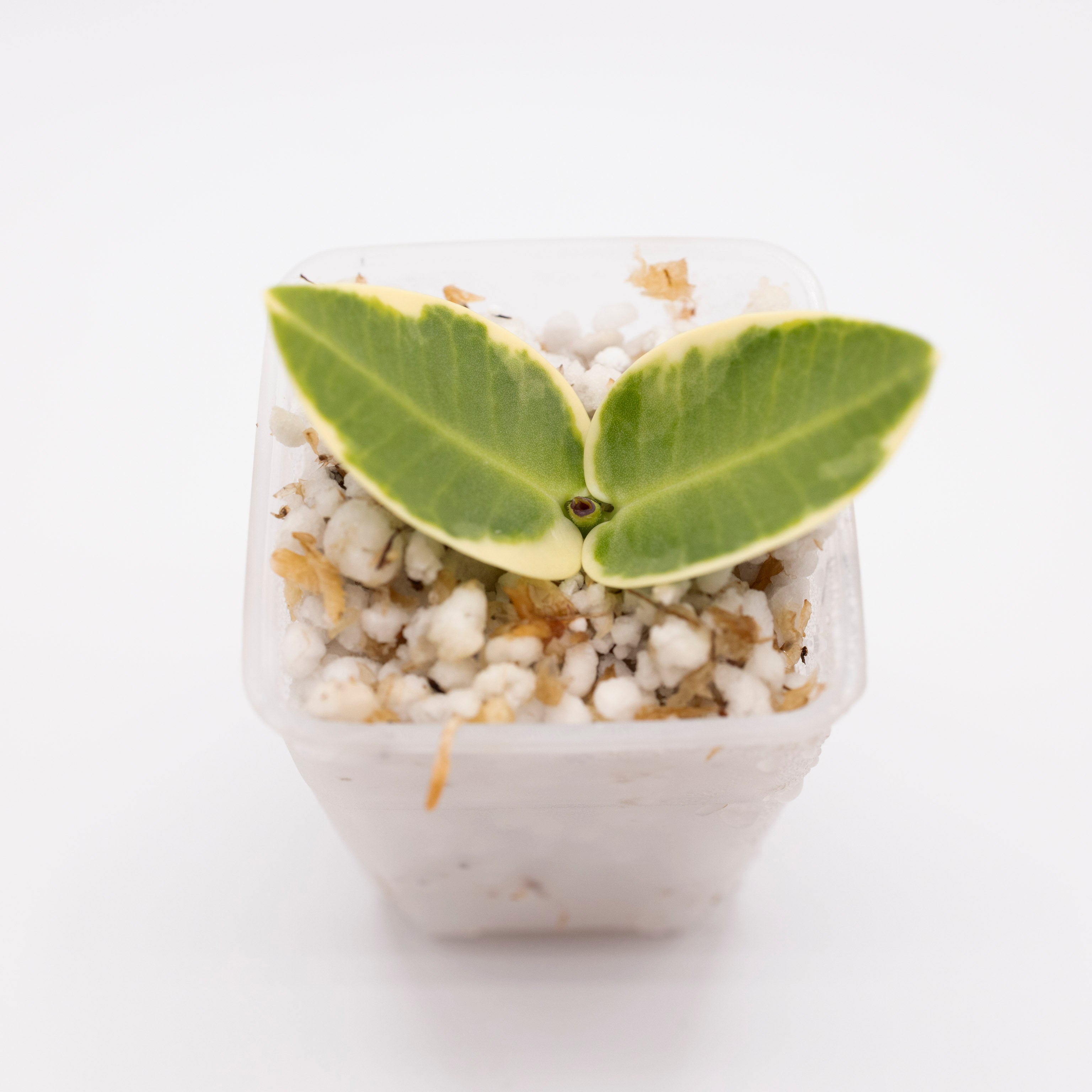 Hoya Cummingiana Outer Variegated
