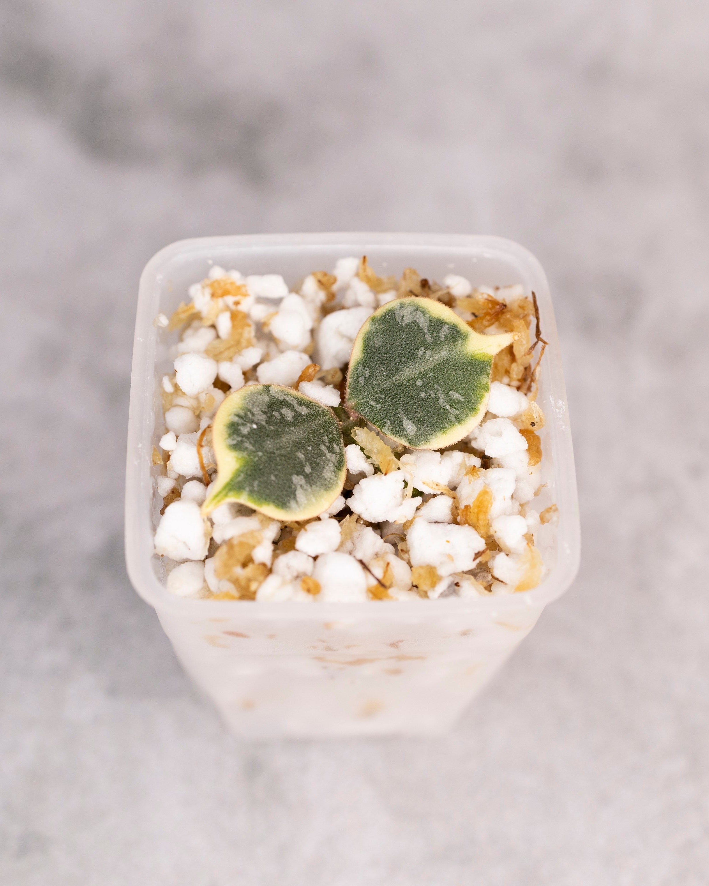 Hoya Curtisii Albomarginata