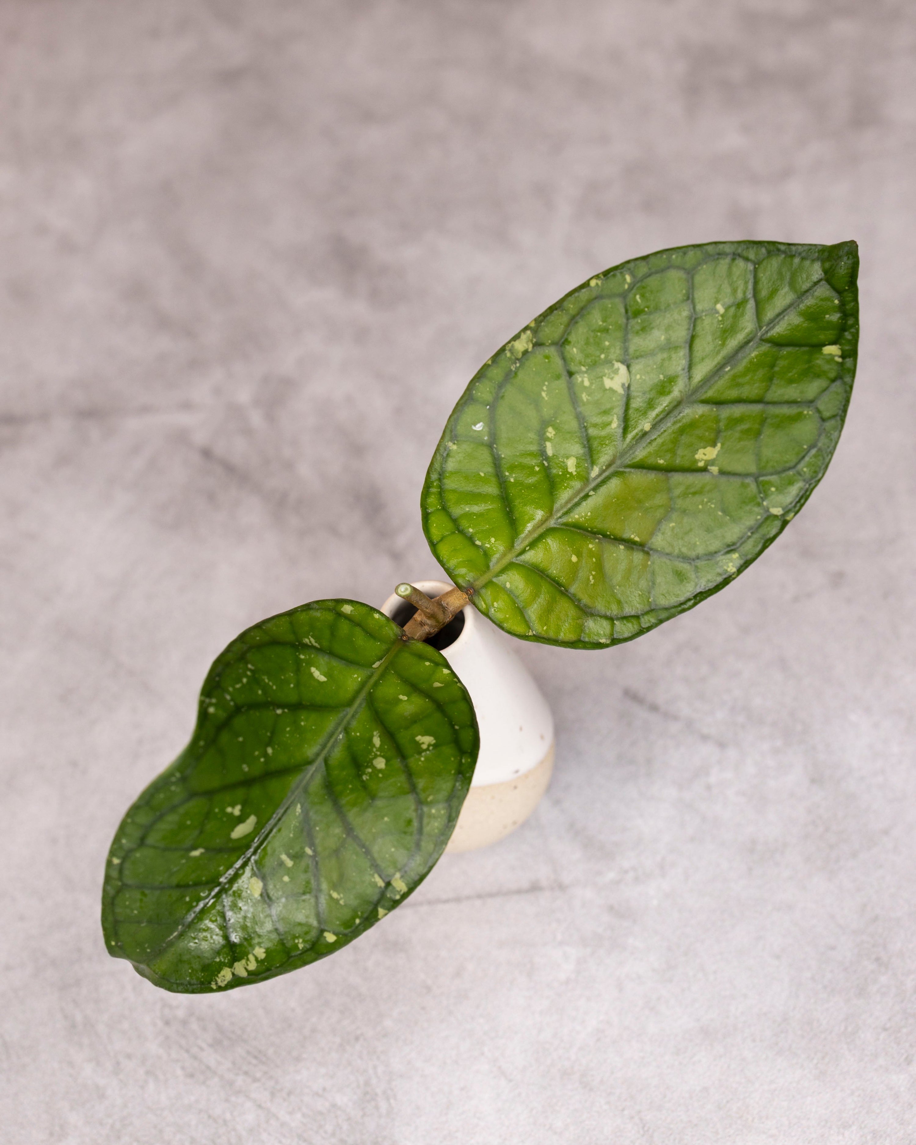 Hoya &