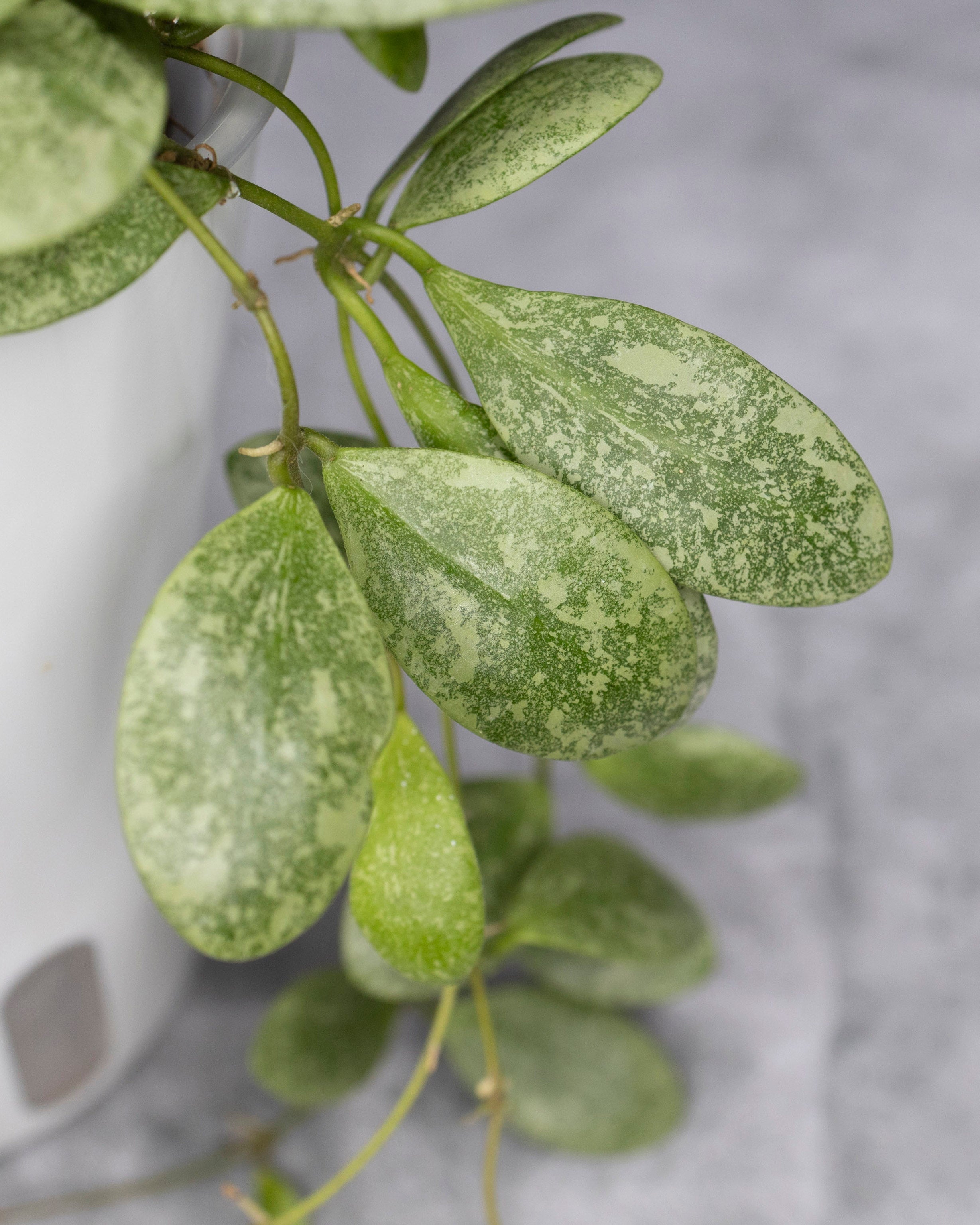 Close-up of a green leafy plant with a blurred gray background