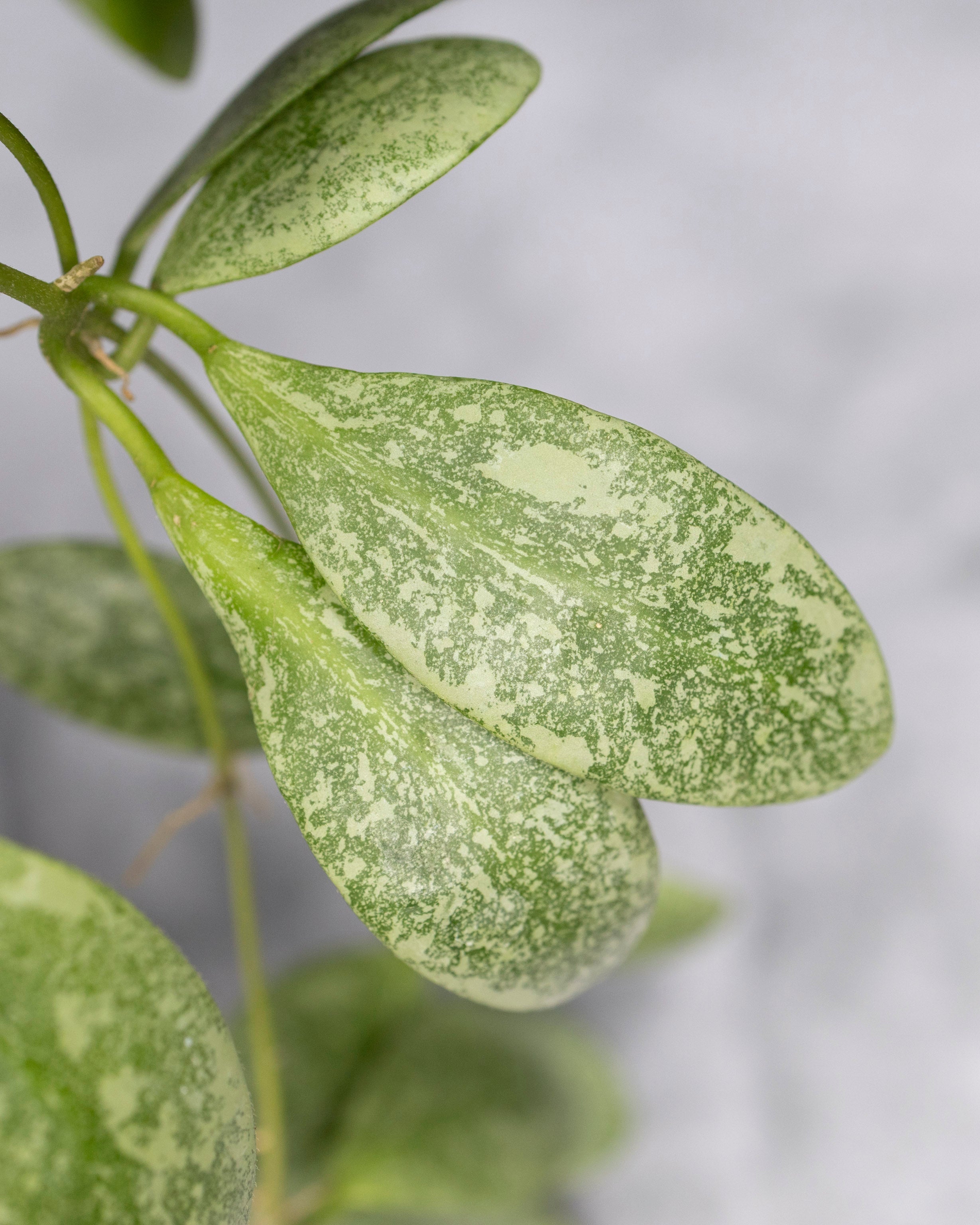 Close-up of green leaves with a blurred background