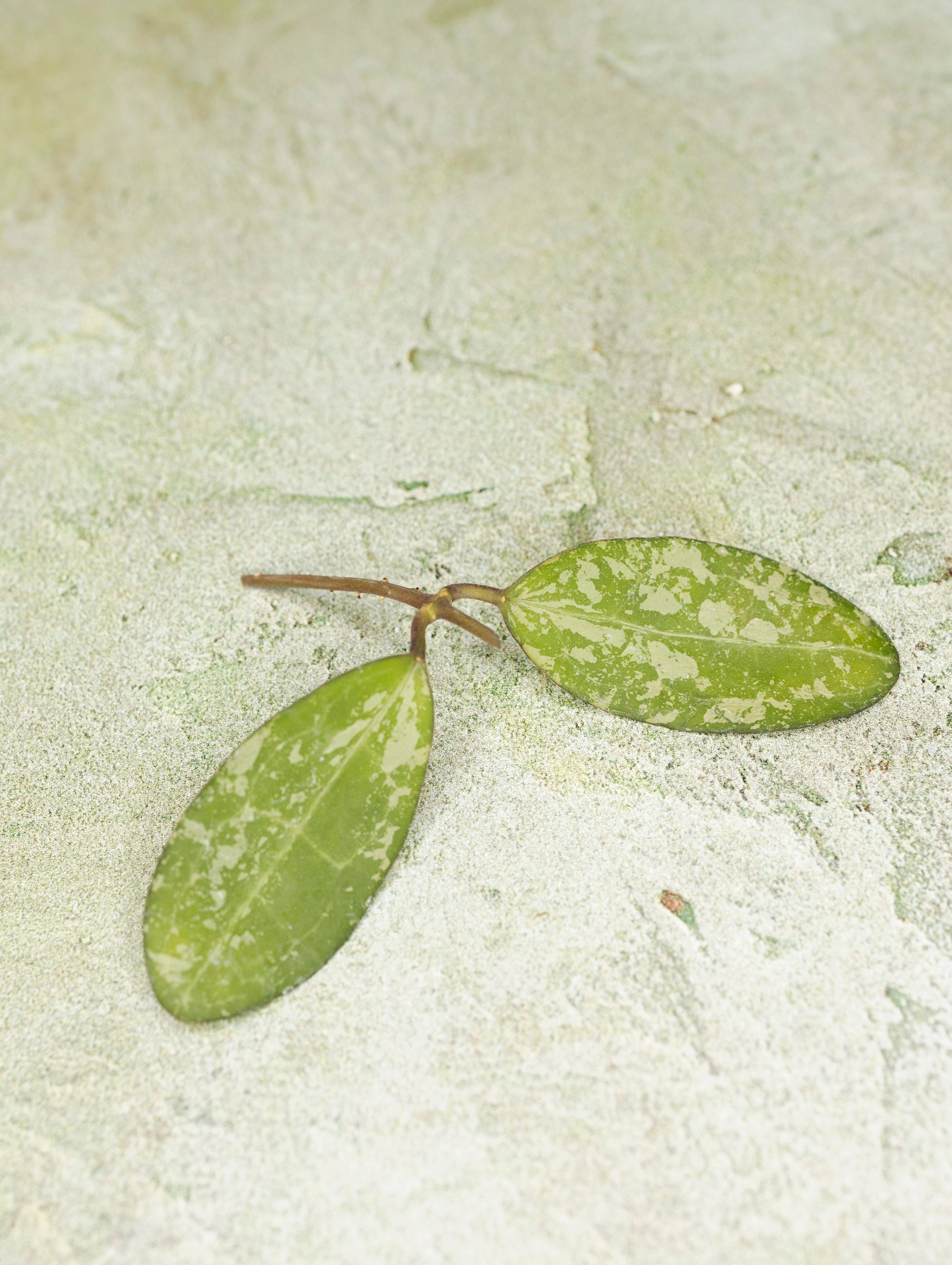 Hoya Elliptica Round Leaf Splash