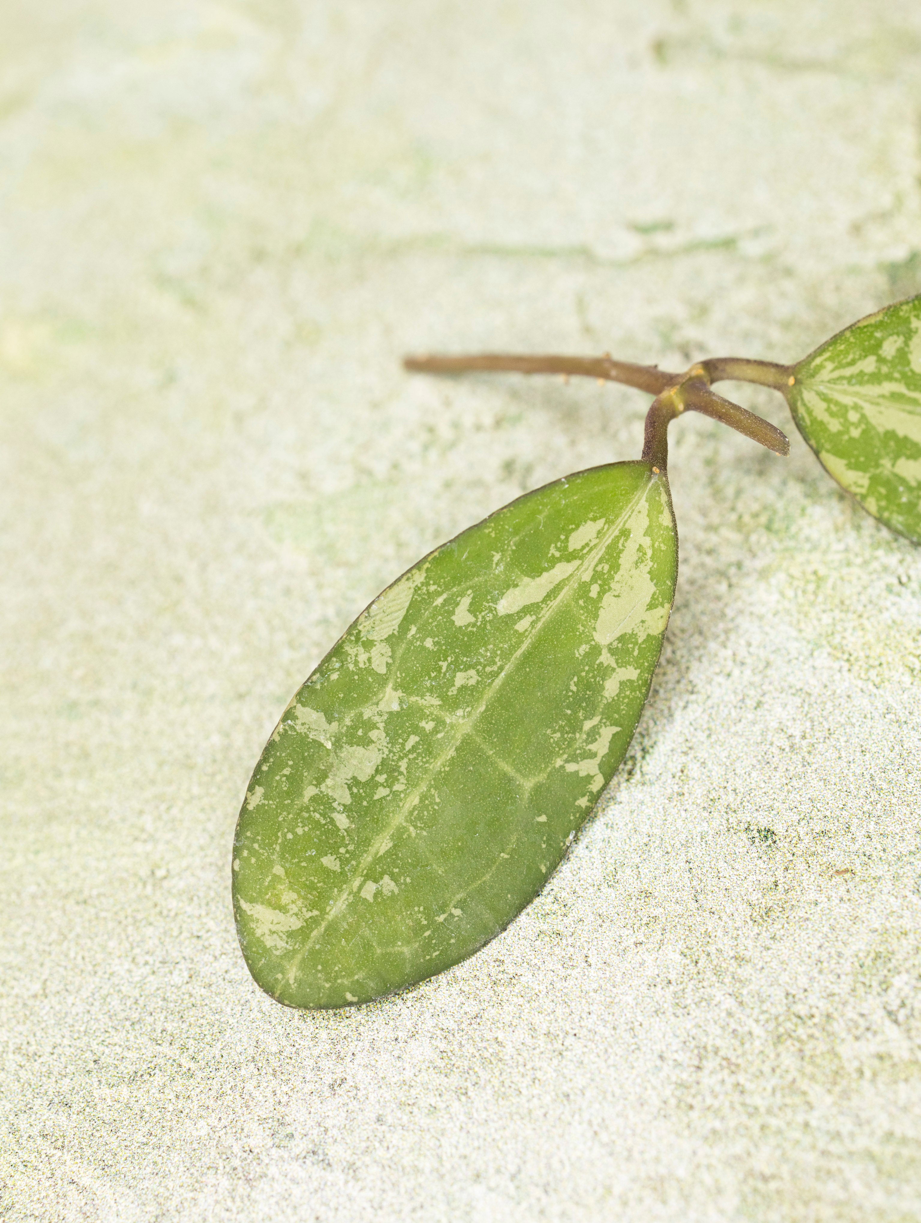 Hoya Elliptica Round Leaf Splash