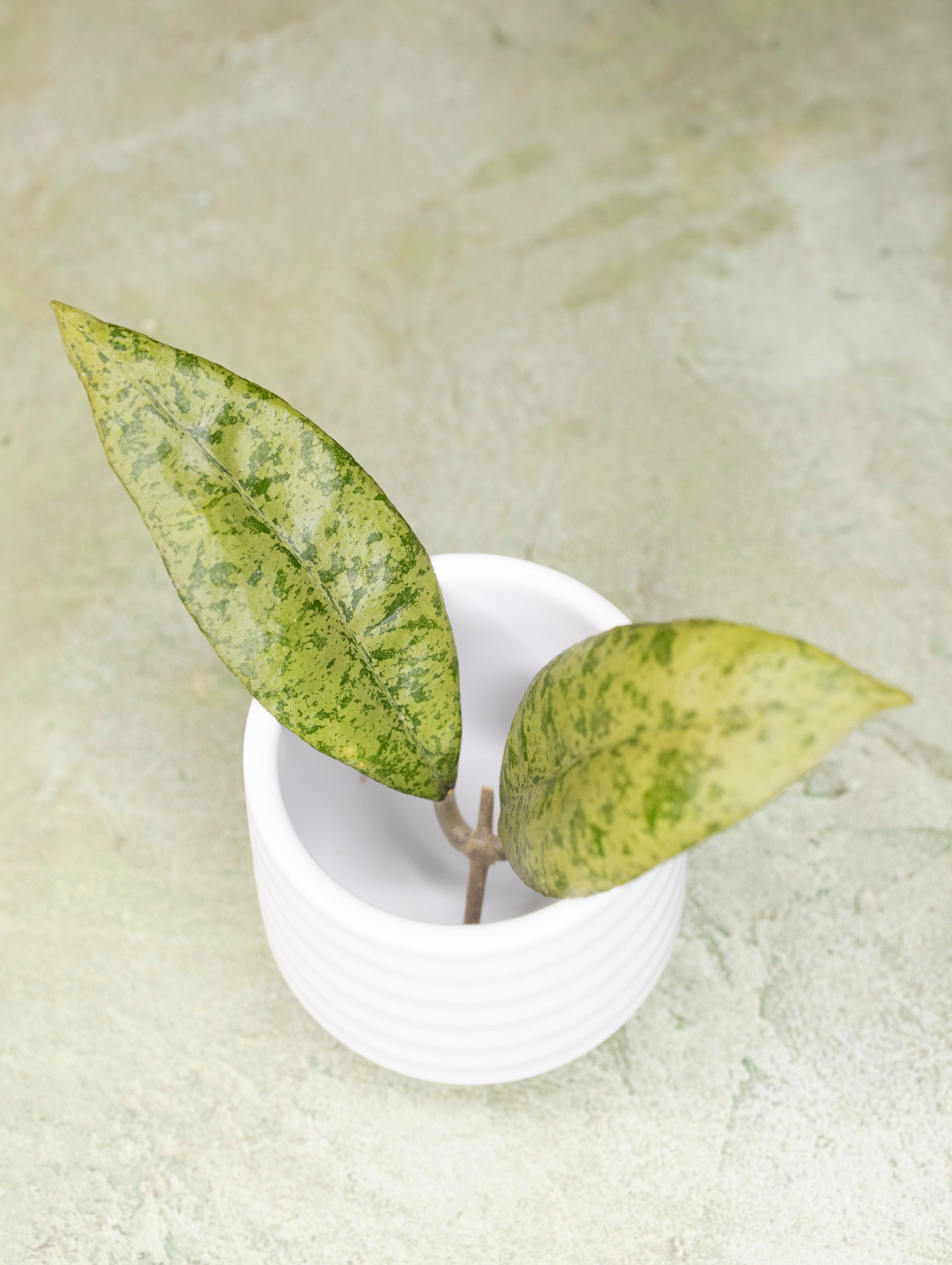 Hoya Finlaysonii Panggha