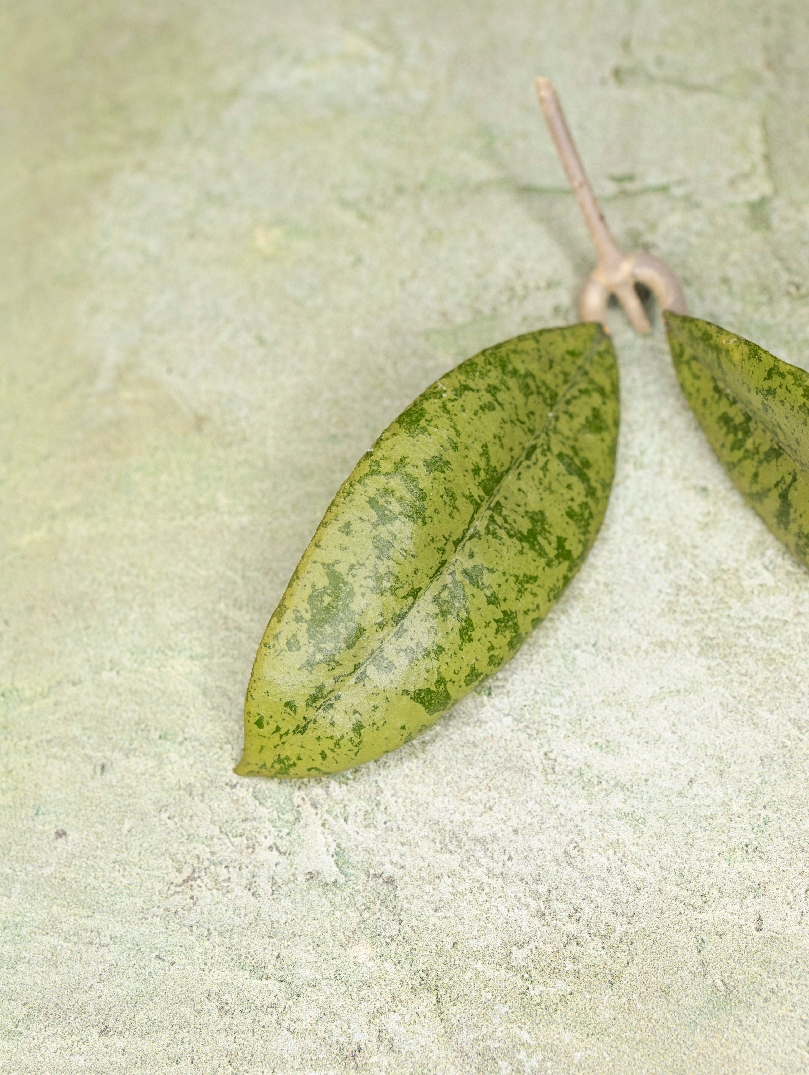 Hoya Finlaysonii Panggha