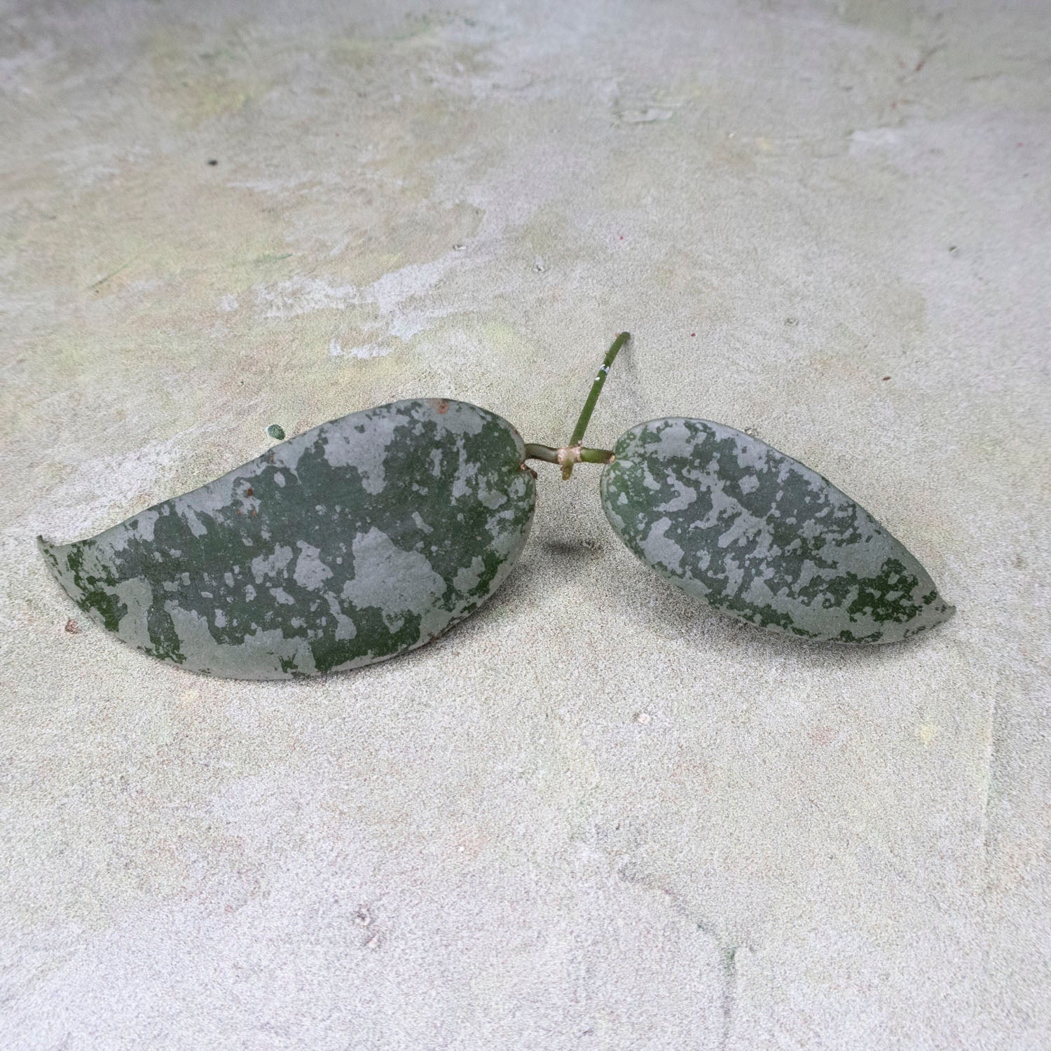 Hoya Flagellata
