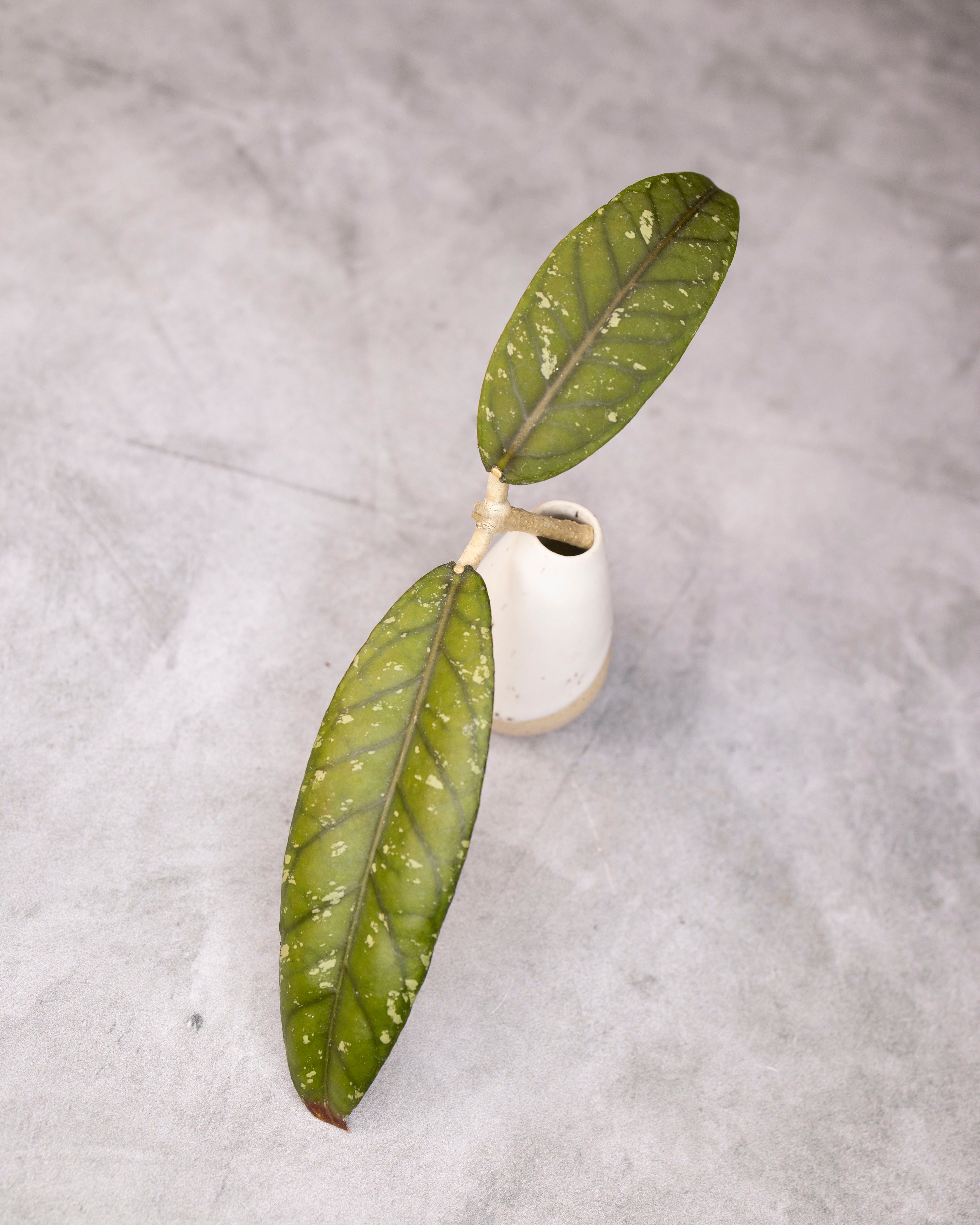 Hoya sp. Aceh &