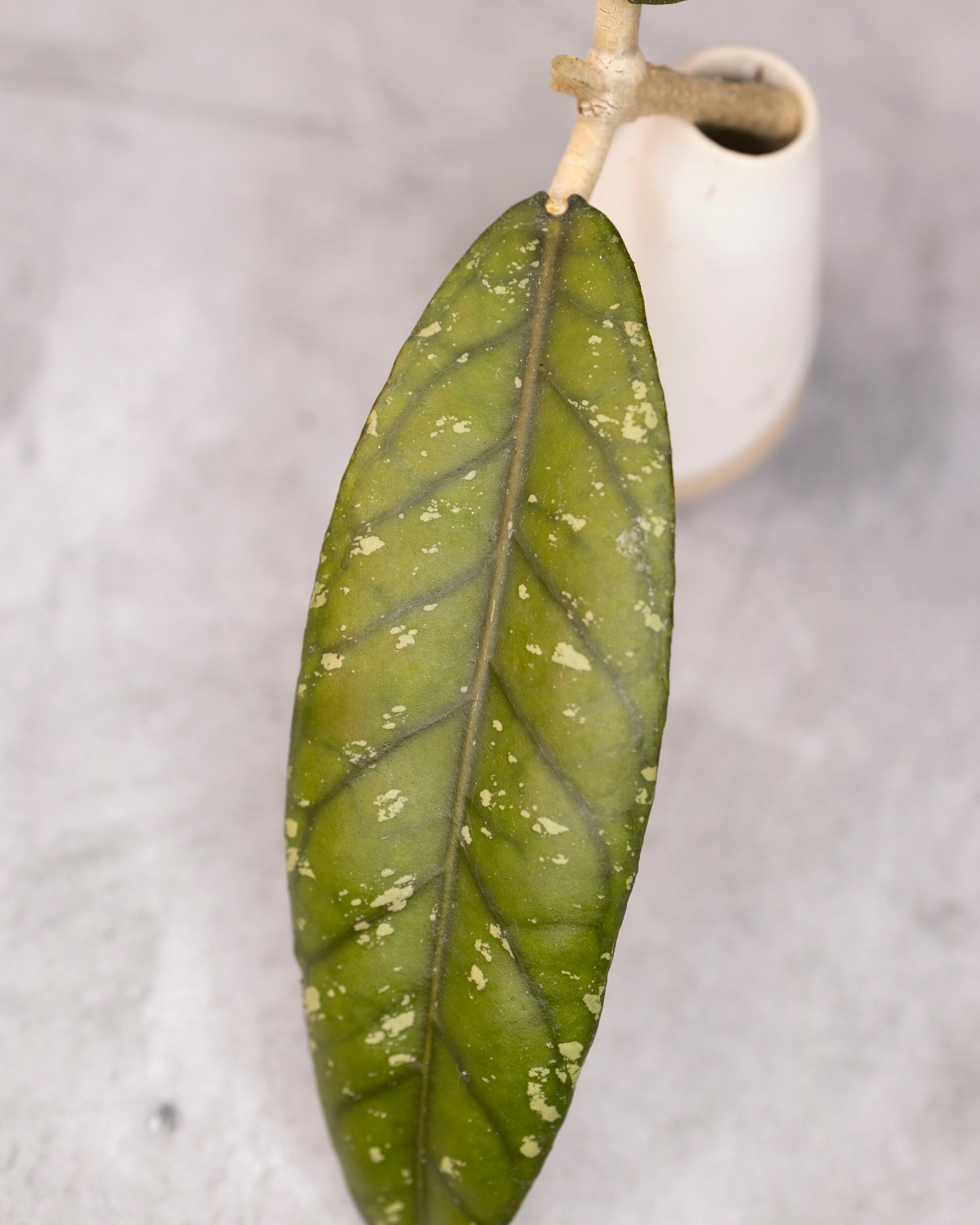 Hoya sp. Aceh &