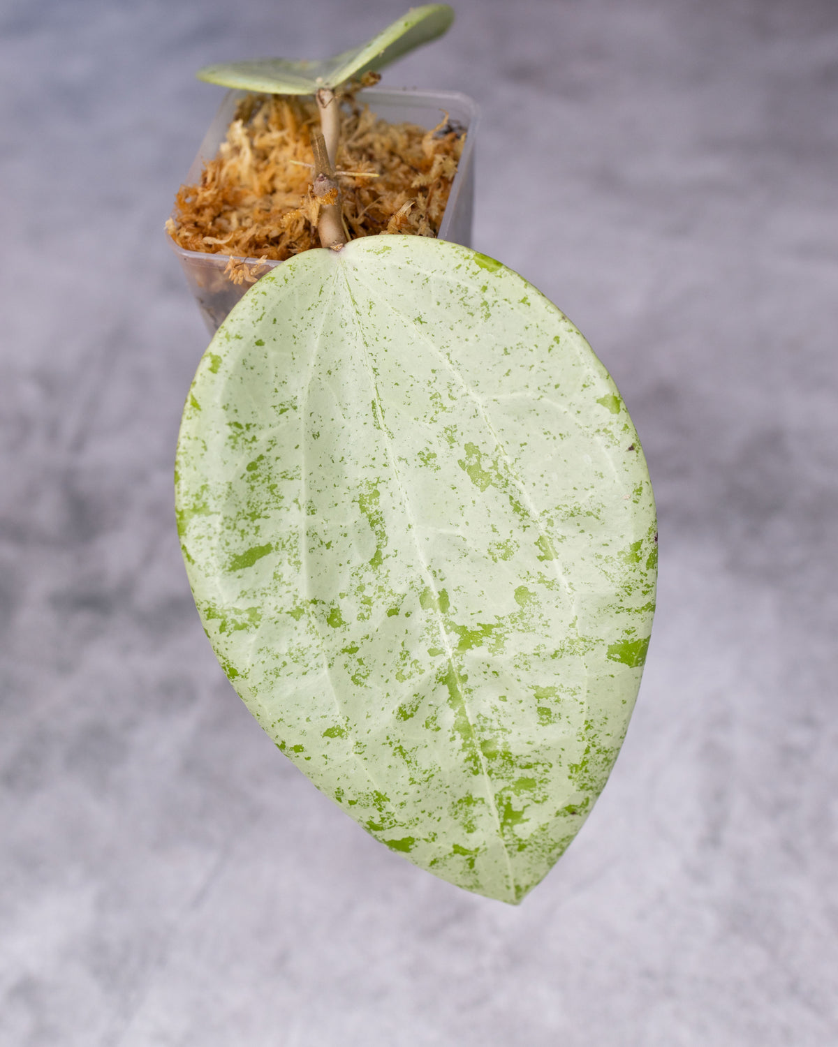 Hoya glabra (Silver)