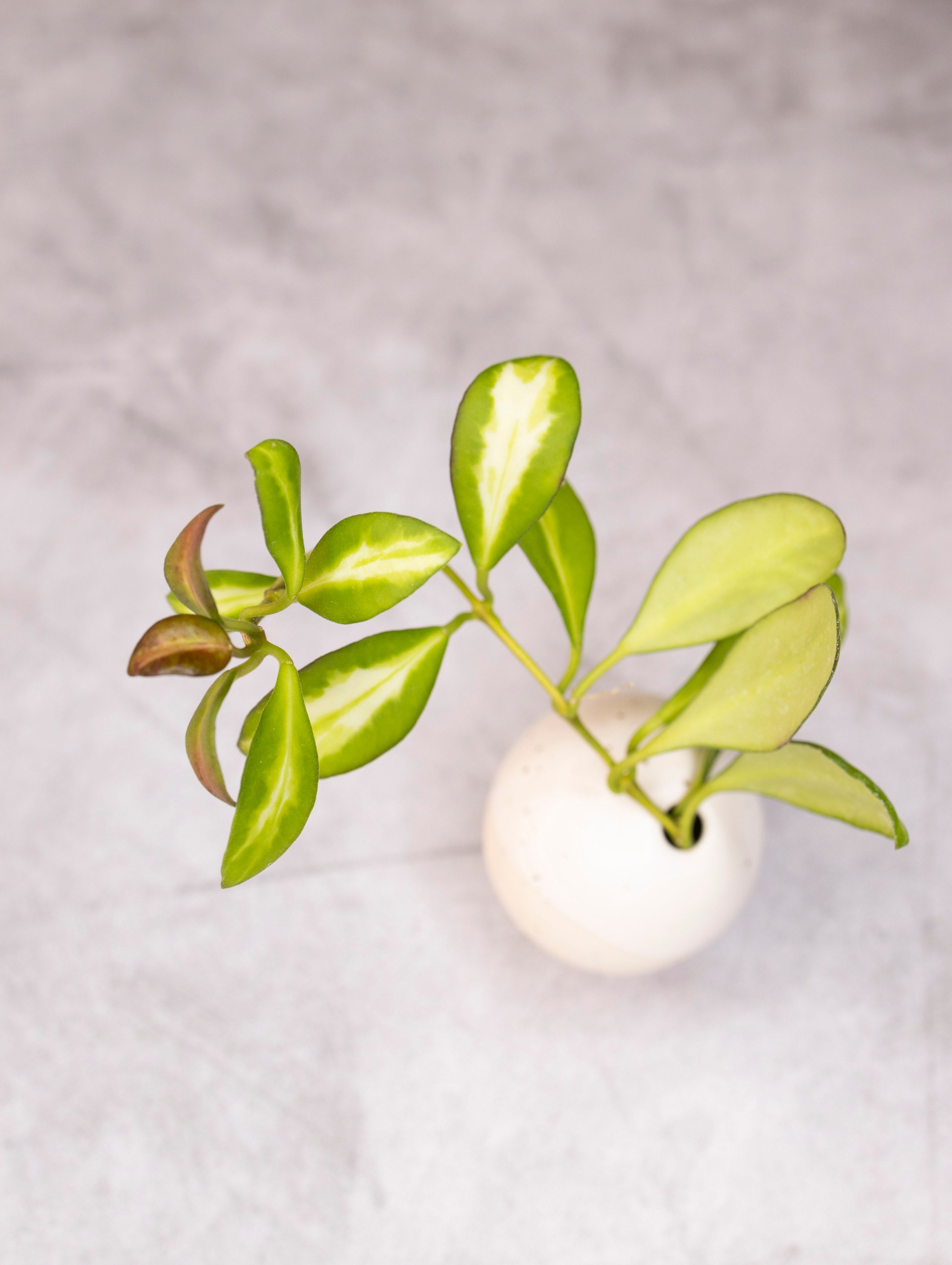 Hoya heuschkeliana &