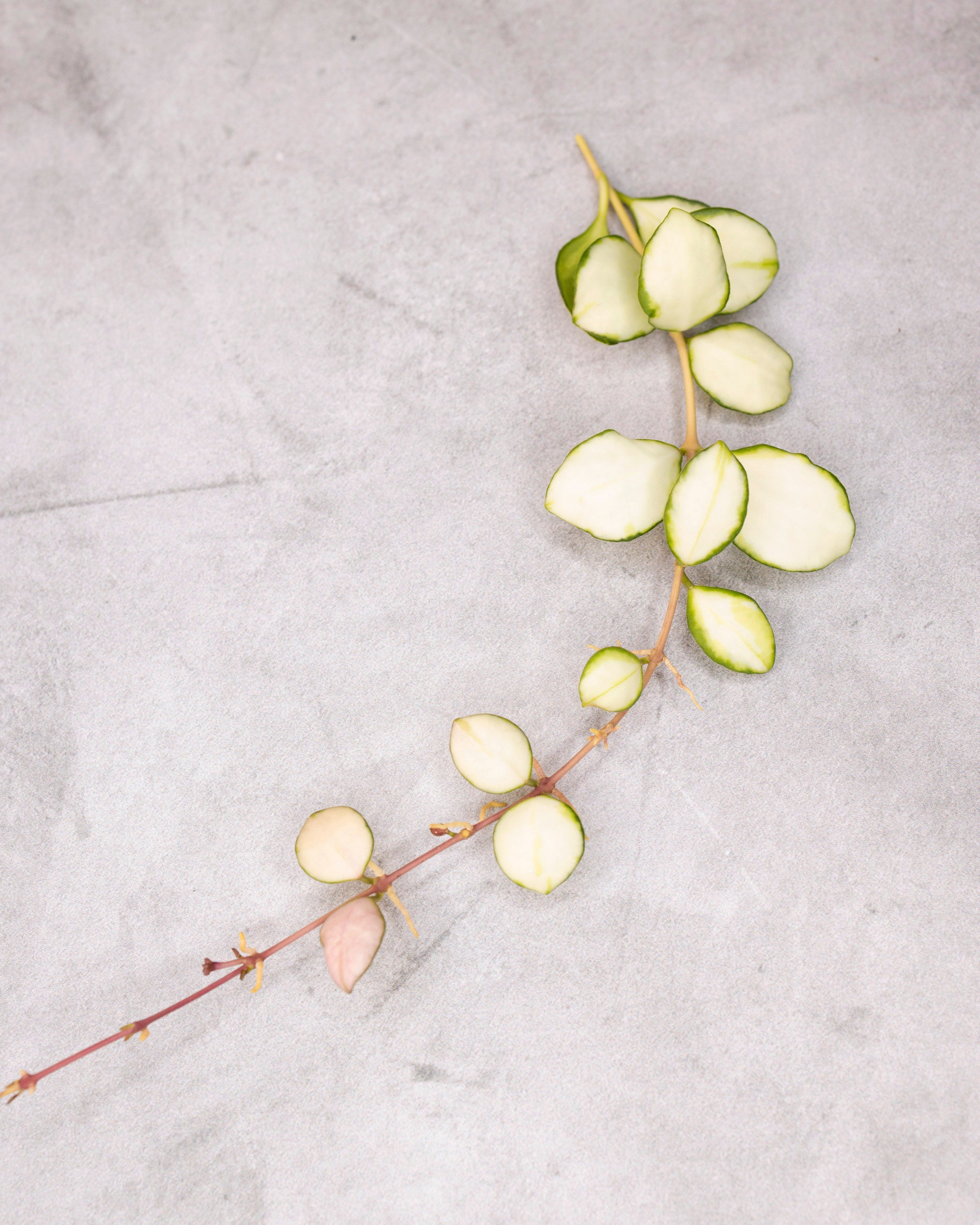 Hoya heuschkeliana (variegated)