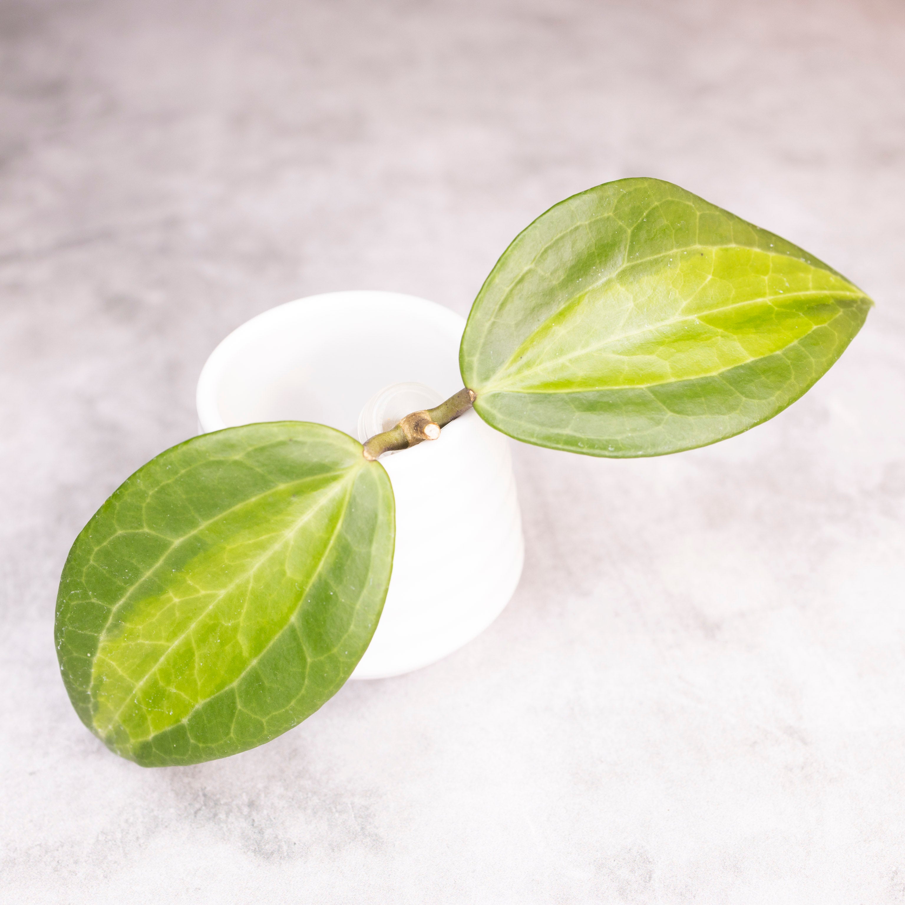 Hoya Latifolia Green Inner Variegated
