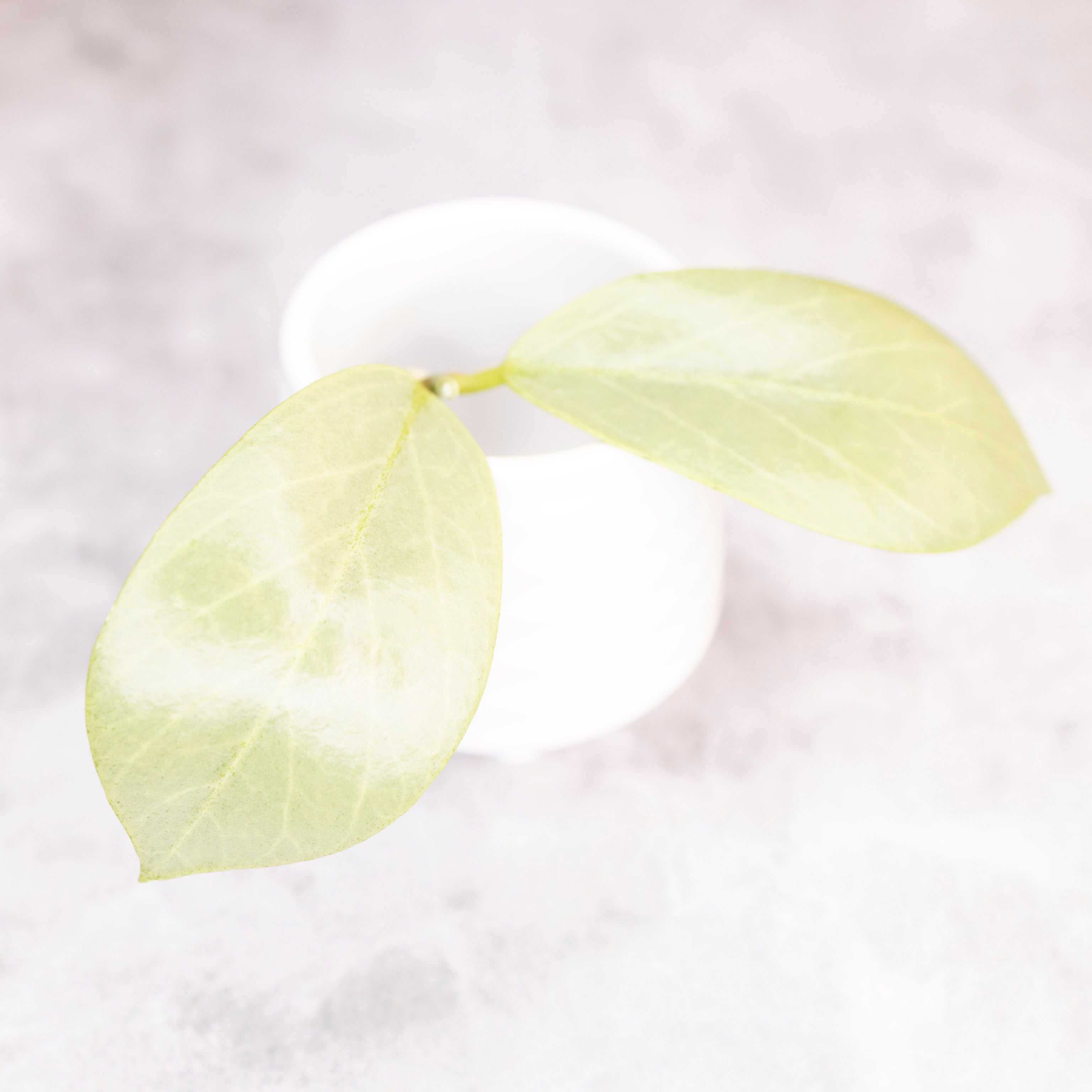 Hoya Obscura Cryptic Chrome