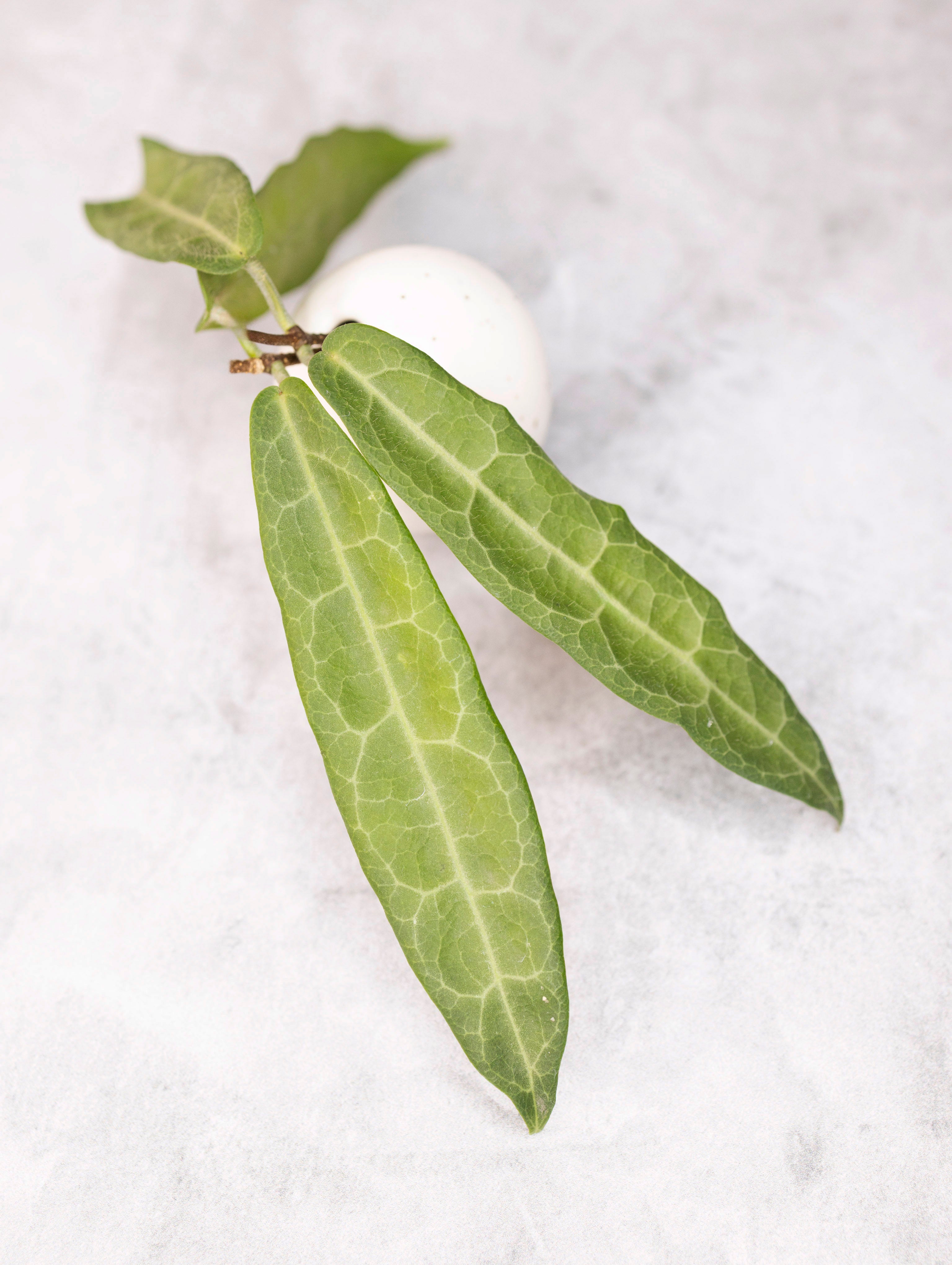 Hoya hypolasia